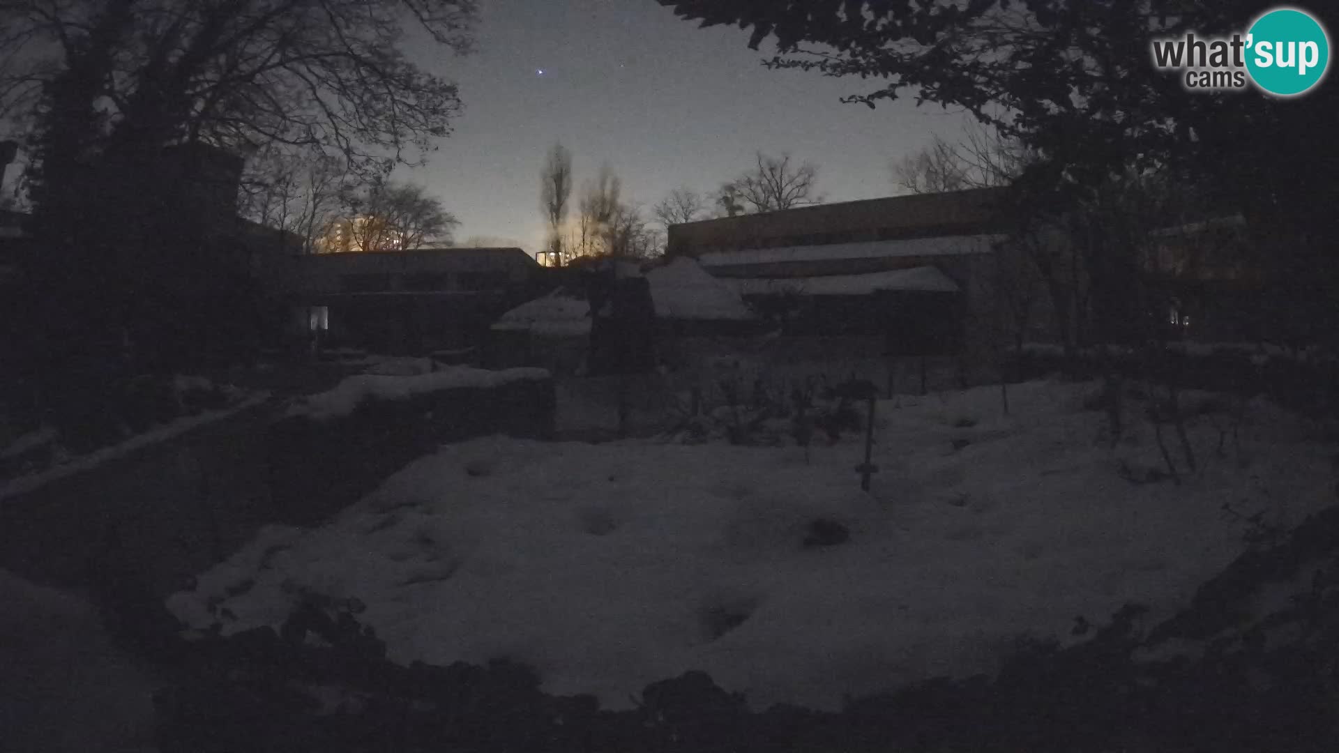 Zoo Zagreb – Suricata