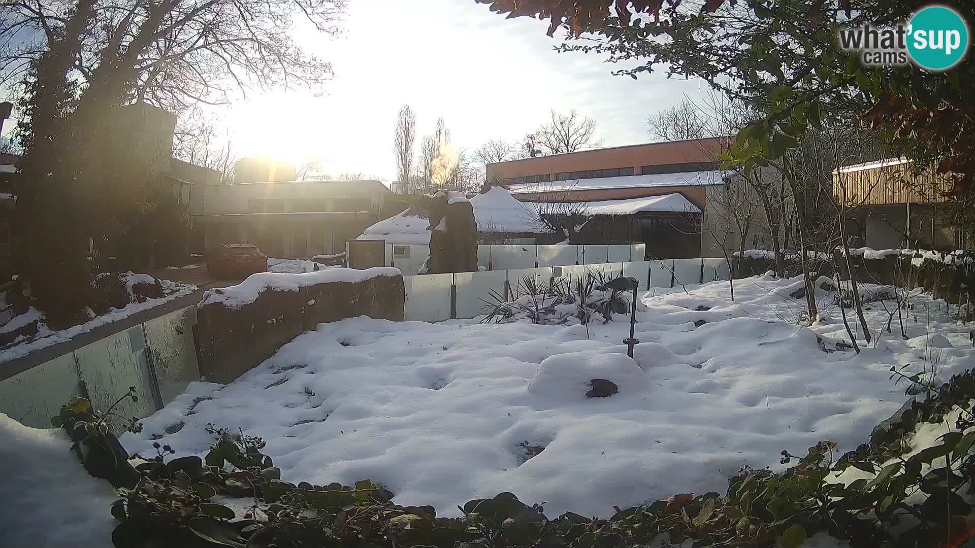 Zoo Zagreb – Suricata