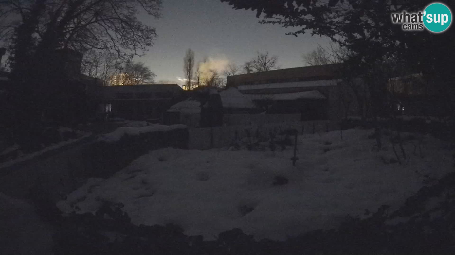 Zoo Zagreb – Suricata