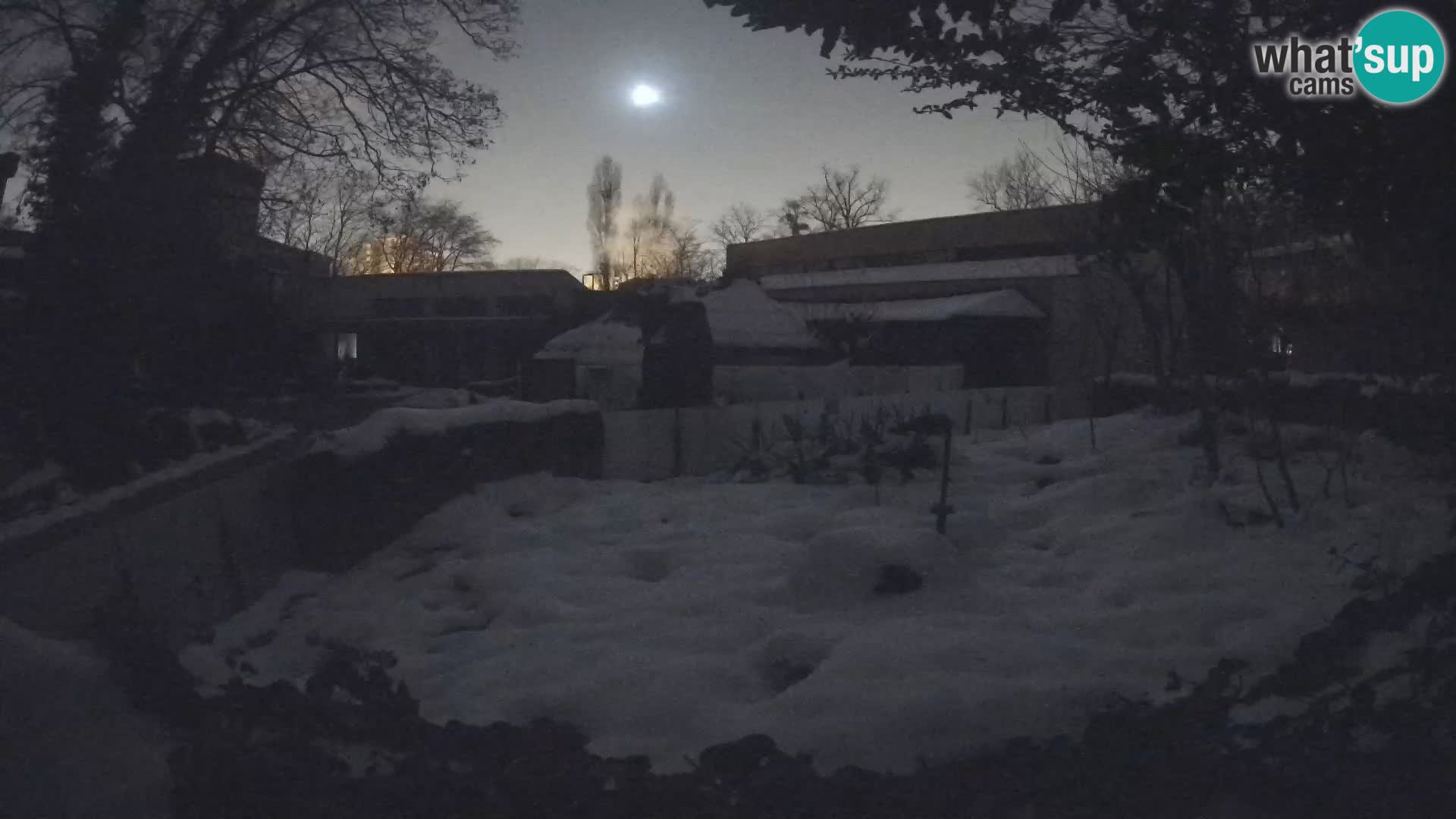 Zoo Zagreb – Suricata