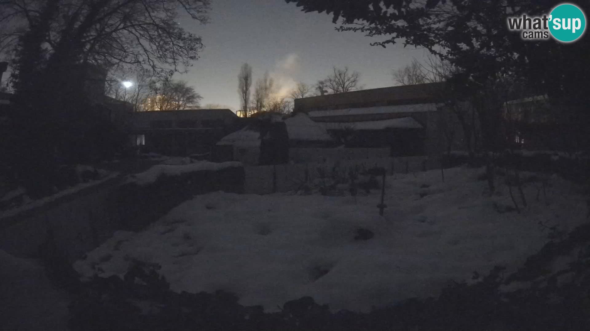 Zoo Zagreb – Suricata