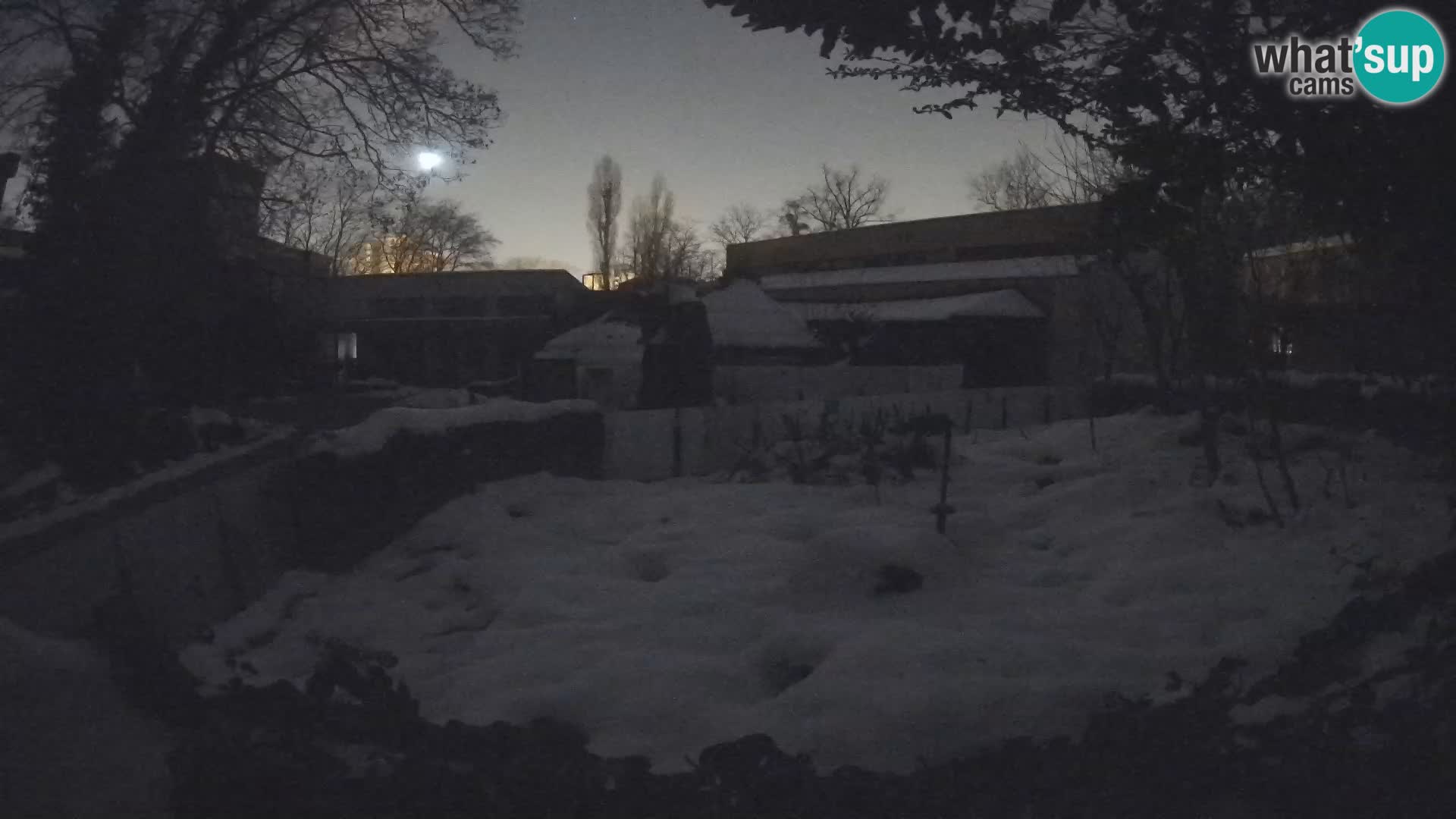 Zoo Zagreb – Surikate