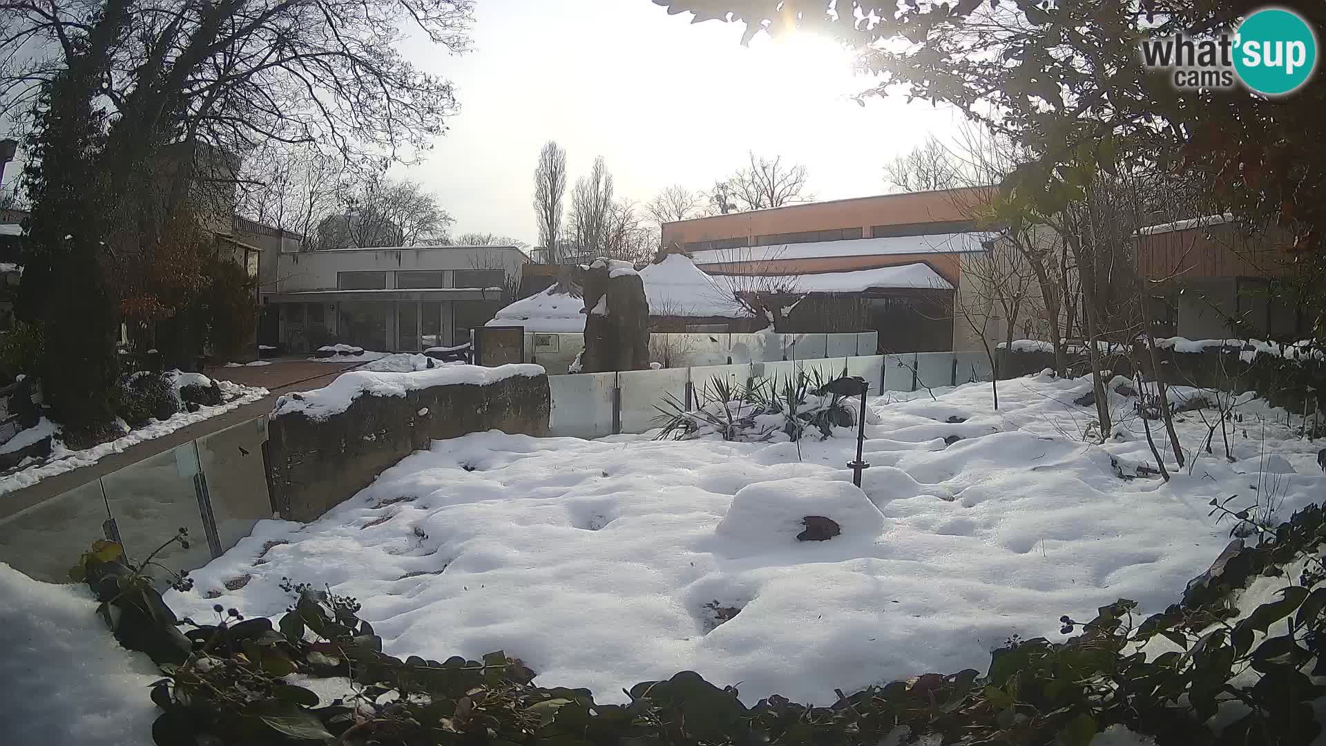 Zoo Zagreb – Suricate