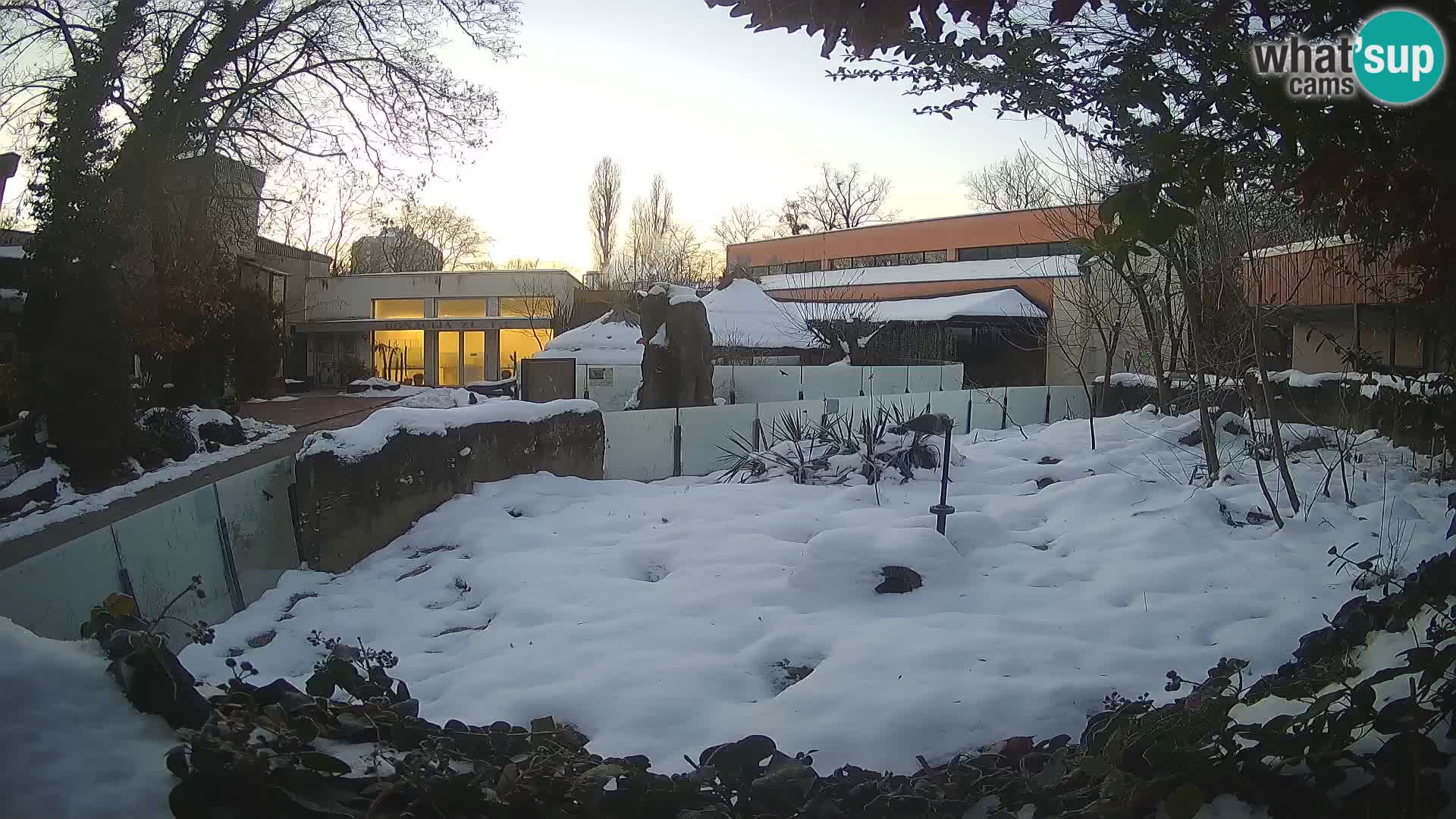 Zoo Zagreb – Suricate