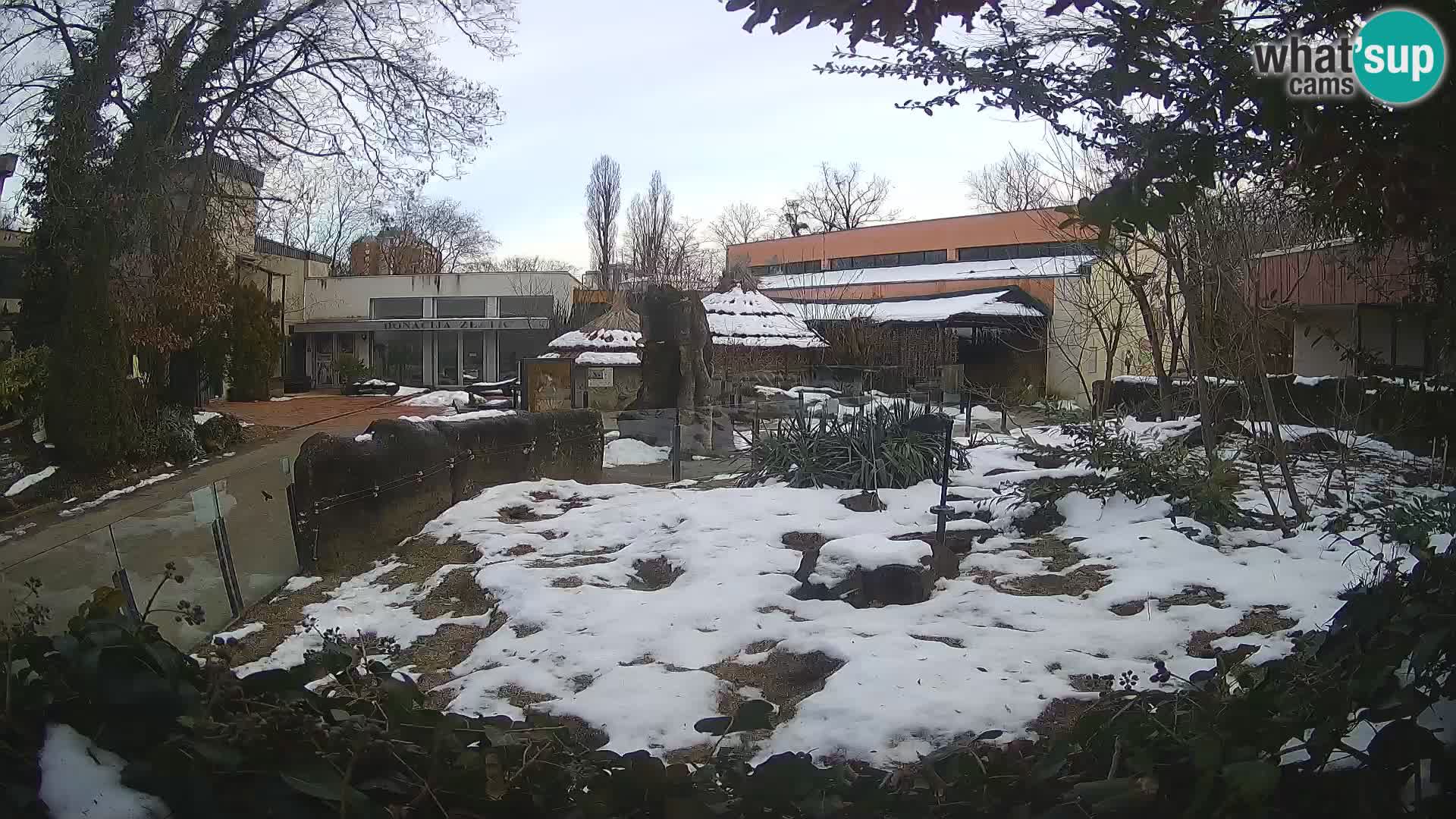 Zoo Zagreb – Suricata