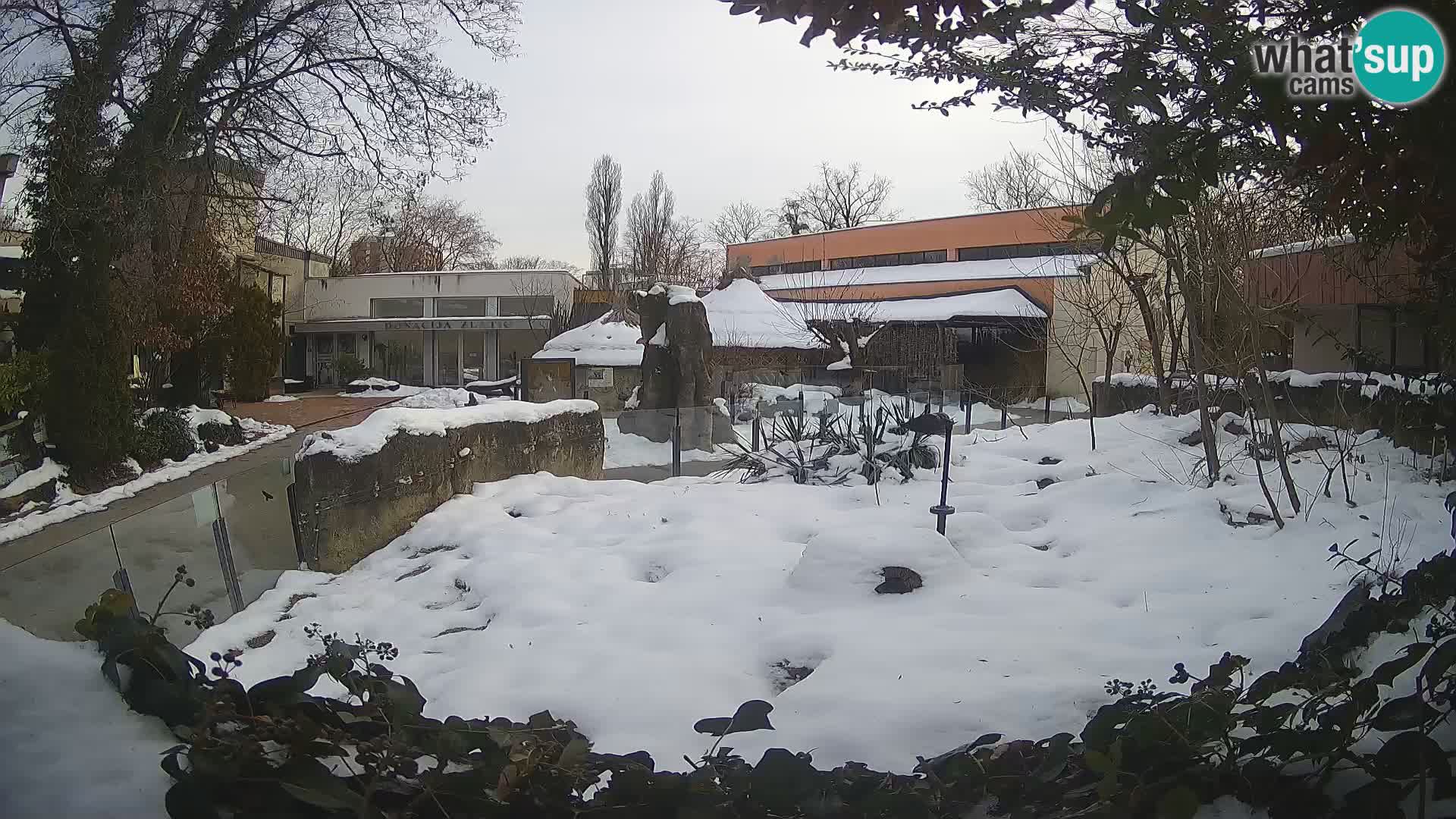 Zoo Zagreb – Suricate