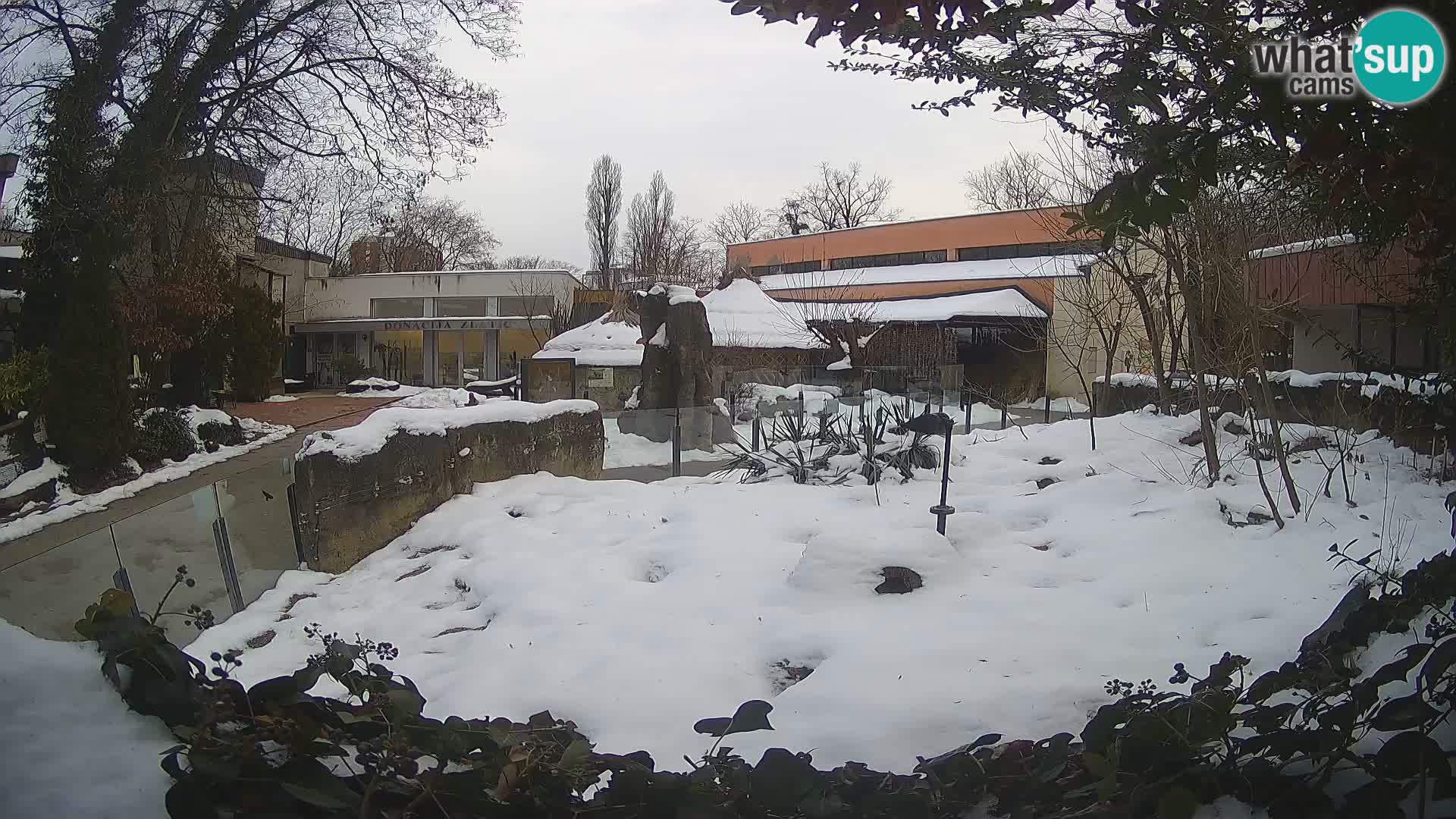 Zoo Zagreb – Merkat