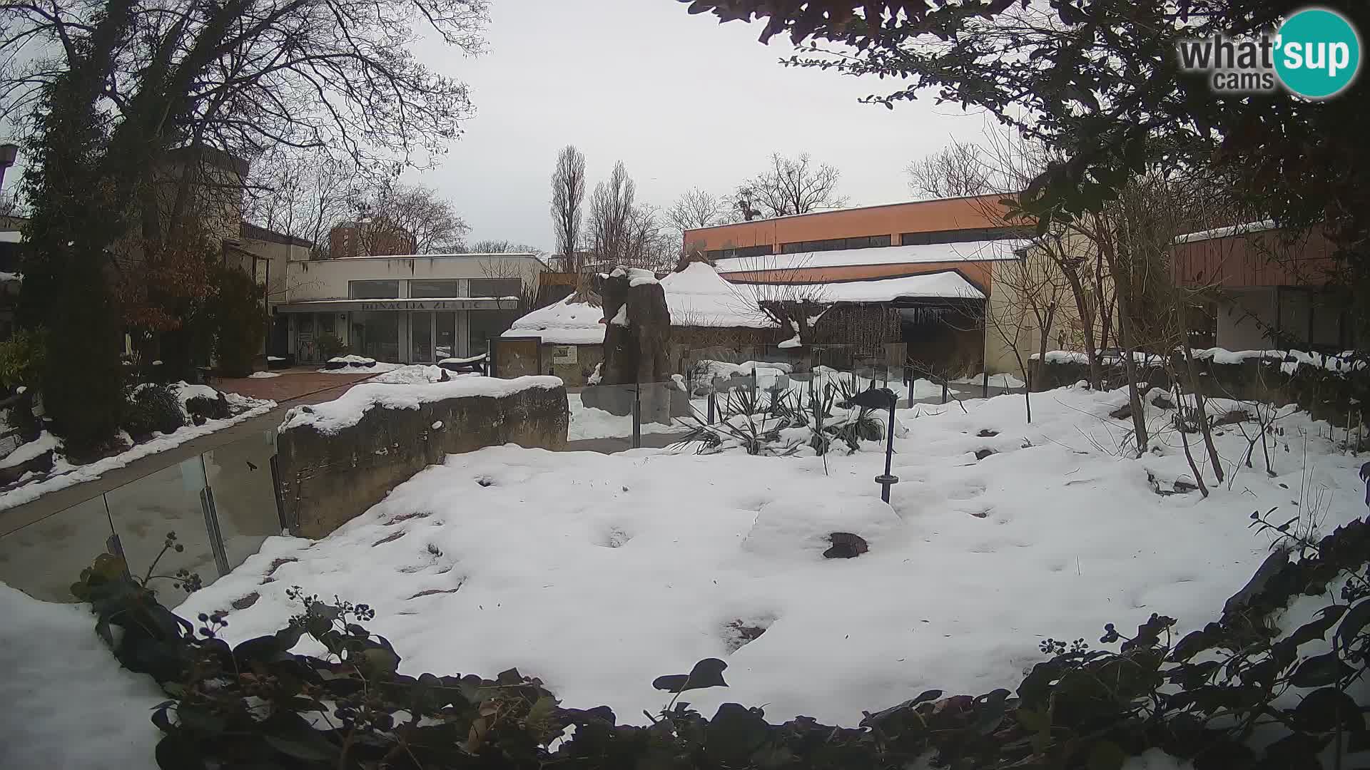 Zoo Zagreb – Suricata