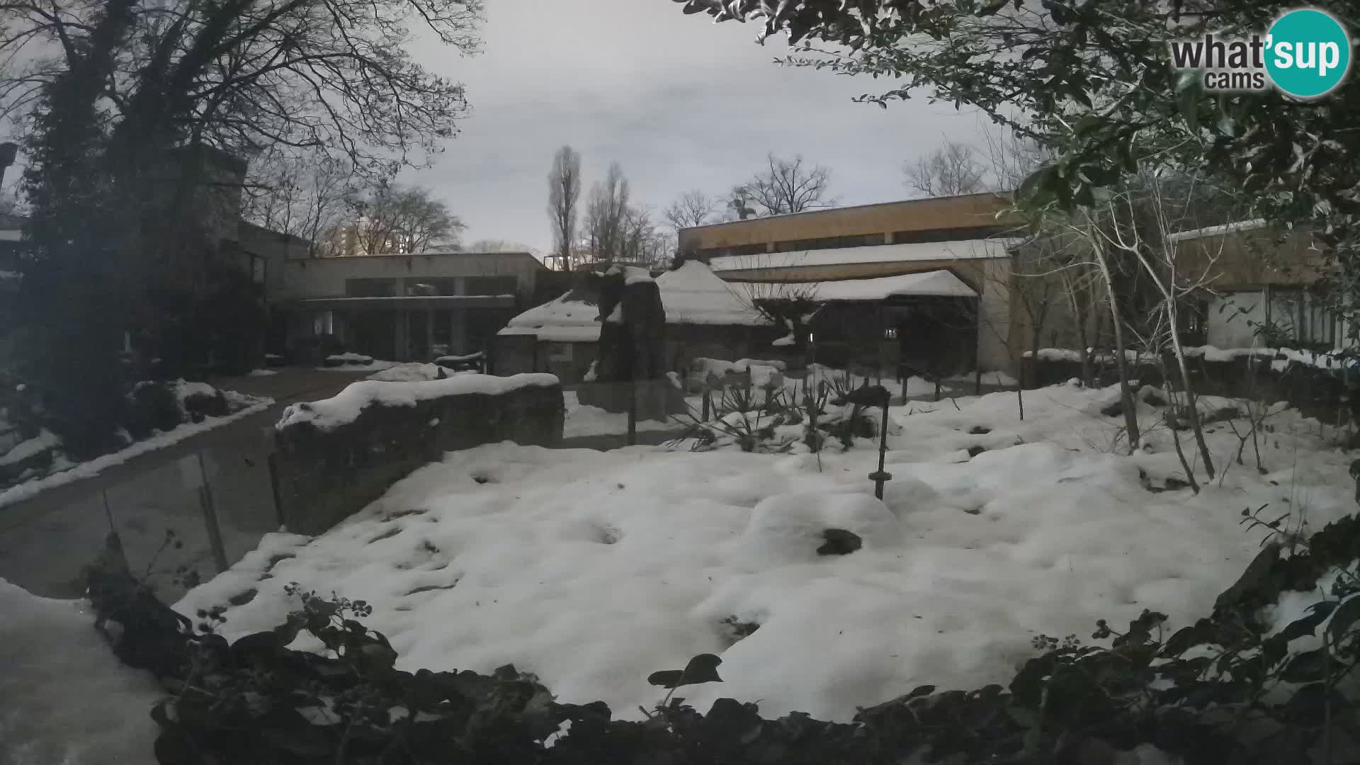 Zoo Zagreb – Suricata