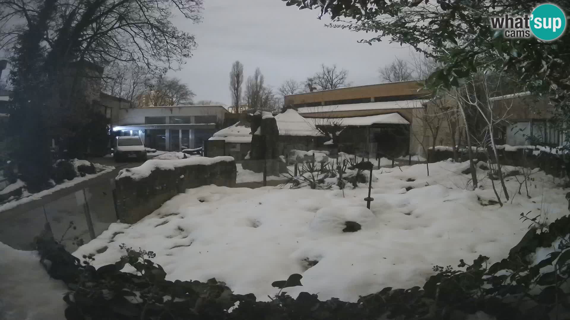 Zoo Zagreb – Merkat