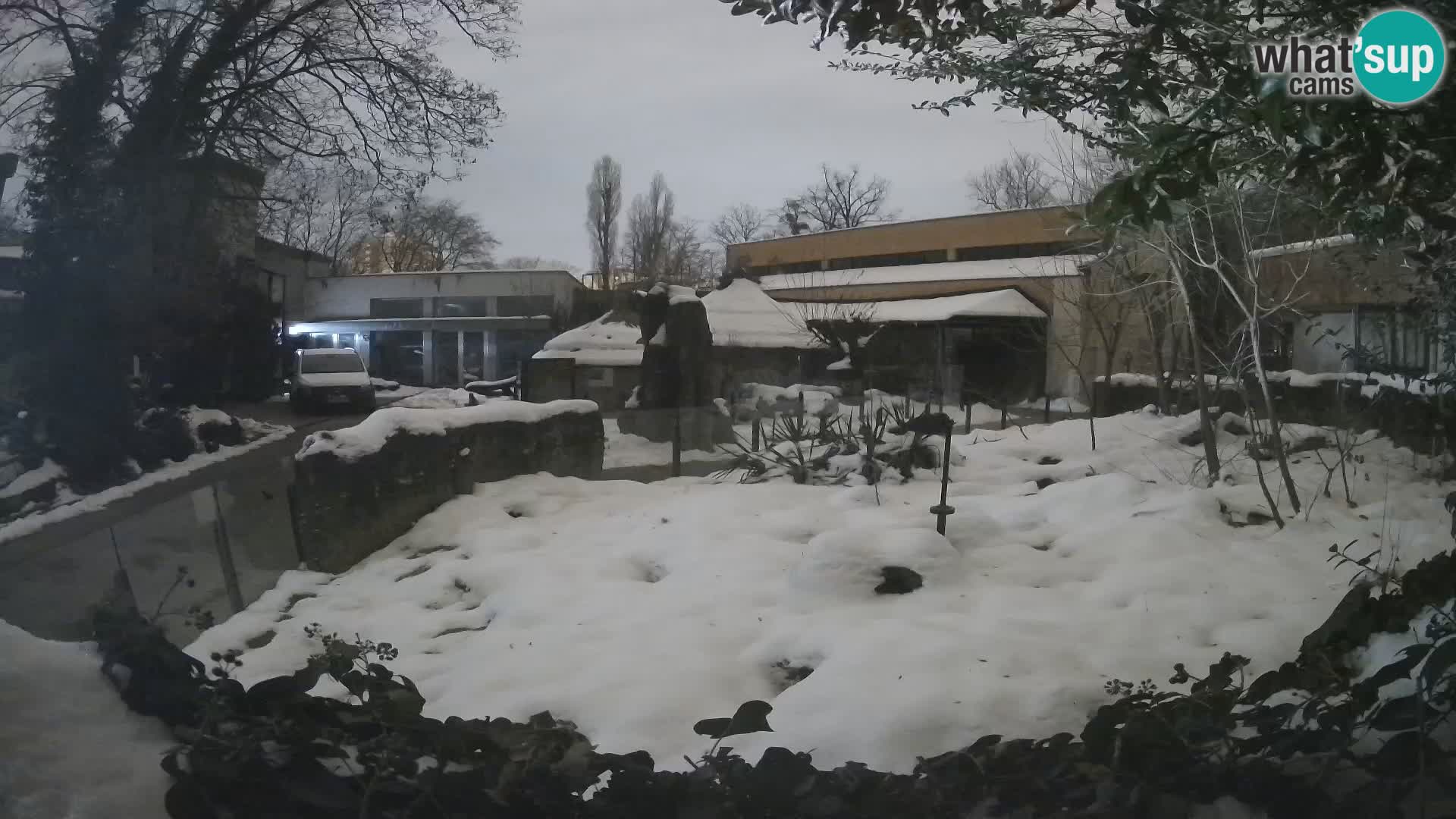 Zoo Zagreb – Surikate