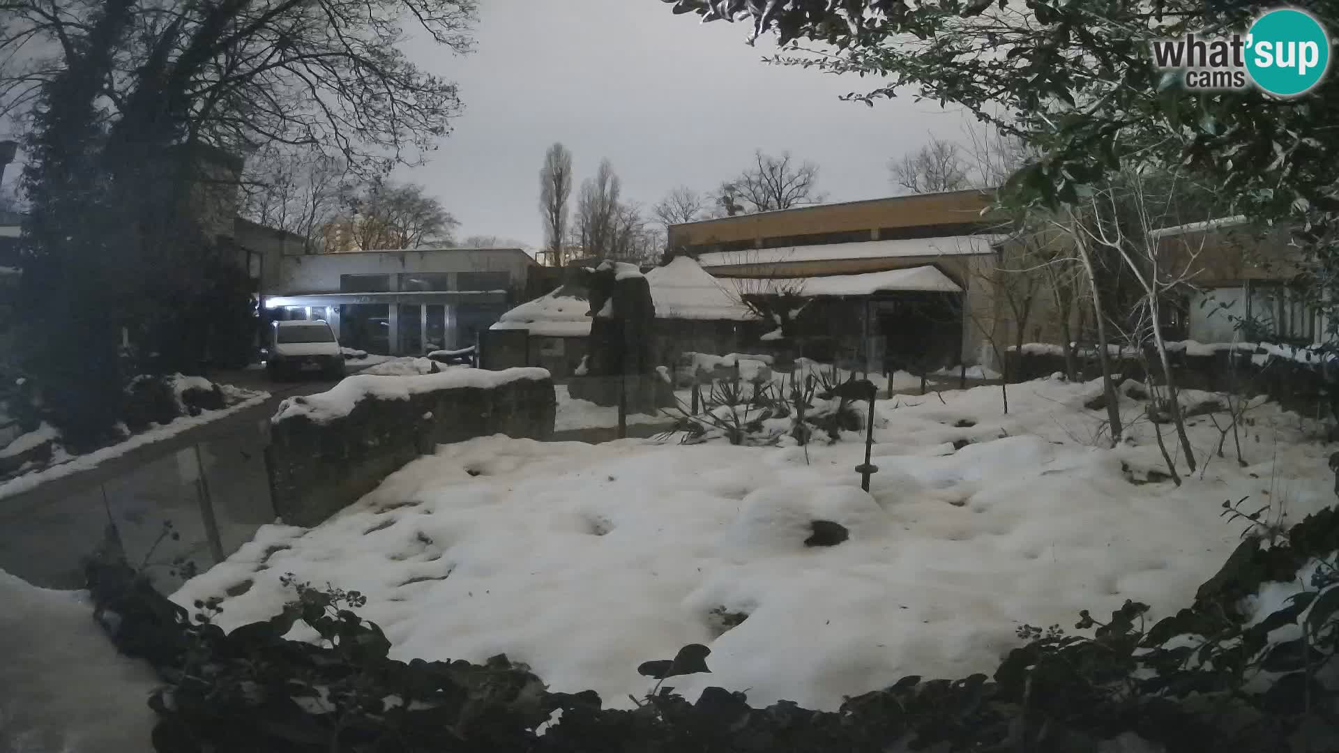 Zoo Zagreb – Suricata