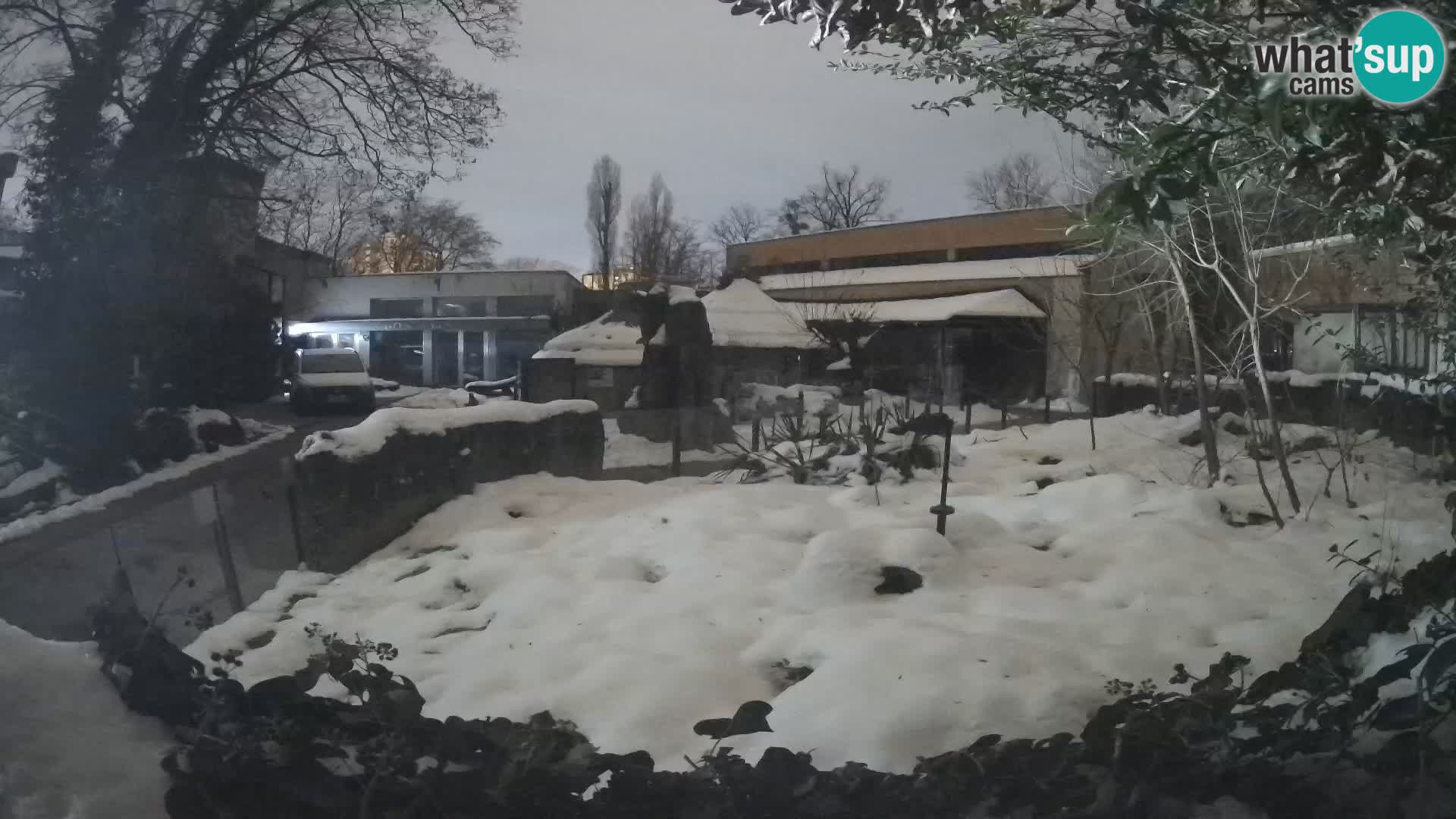 Zoo Zagreb – Merkat