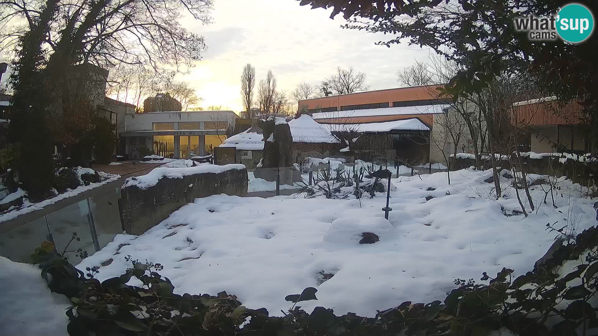 Zoo Zagreb – Surikate