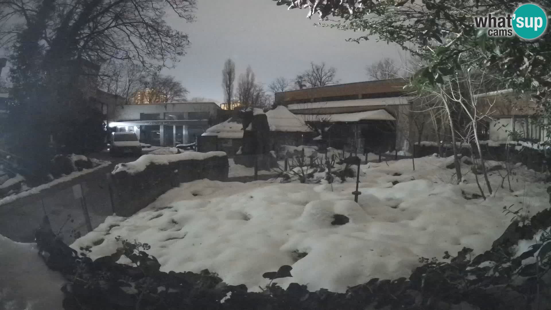 Zoo Zagreb – Suricata