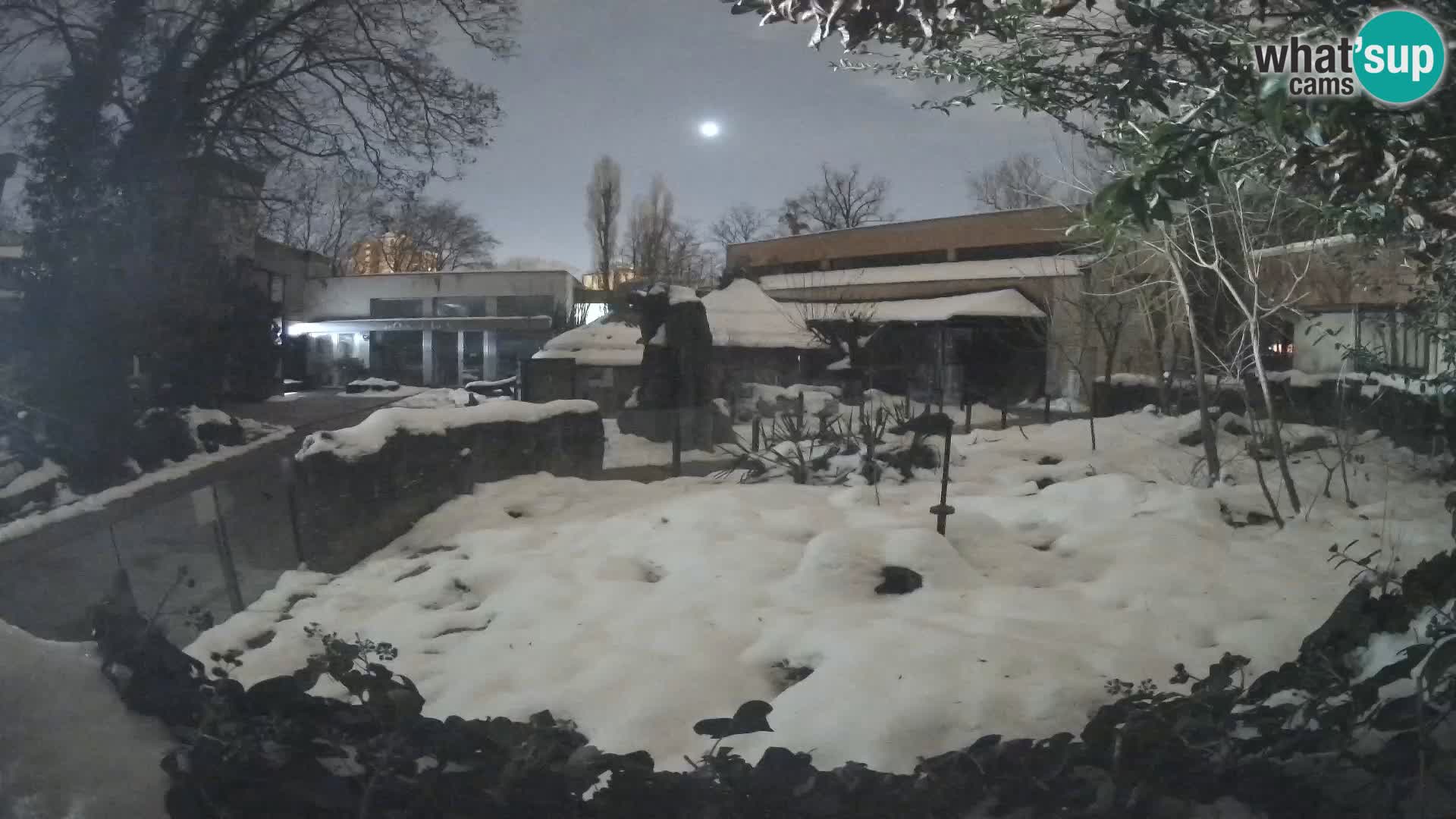 Zoo Zagreb – Suricate