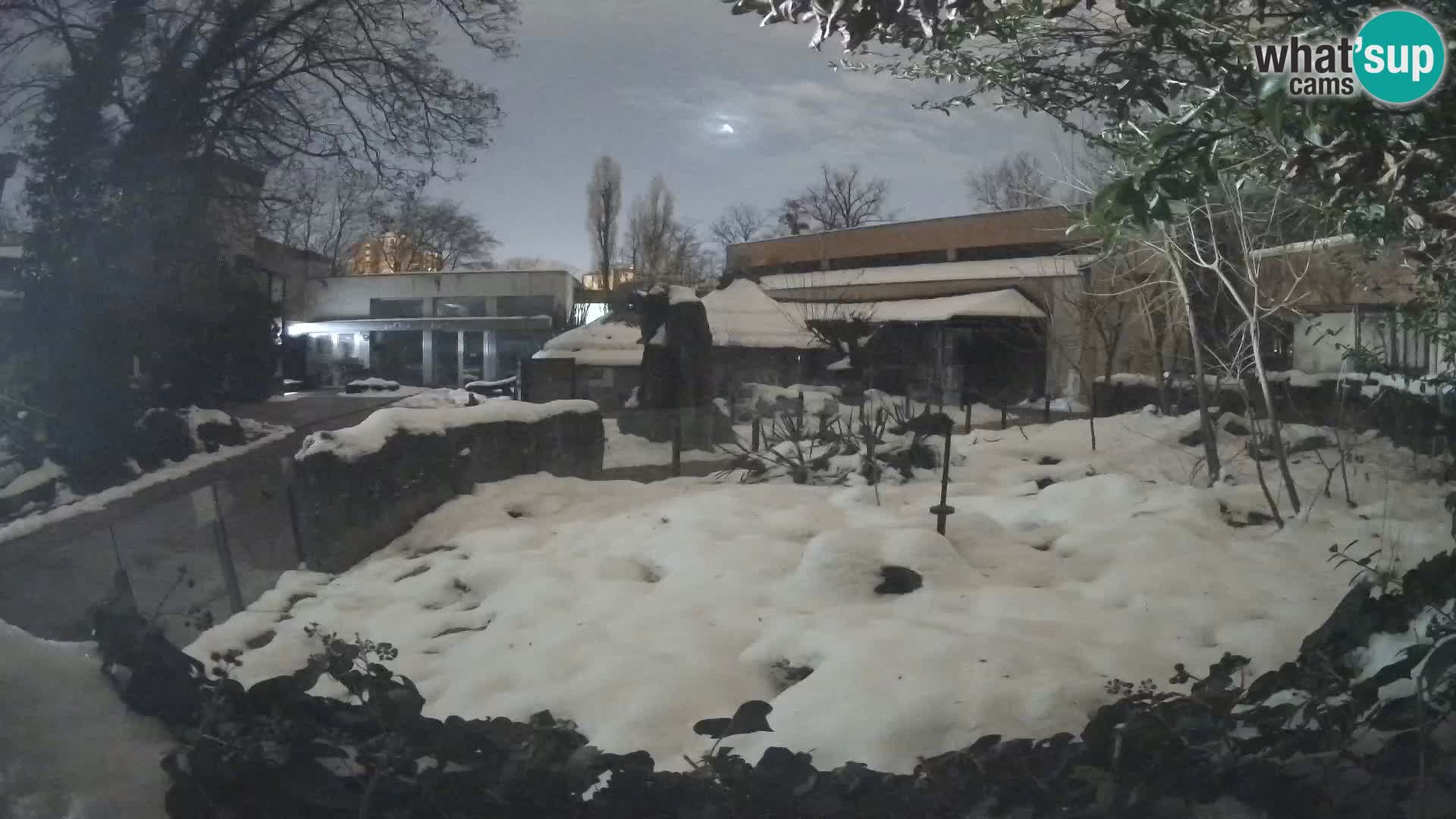 Zoo Zagreb – Suricata