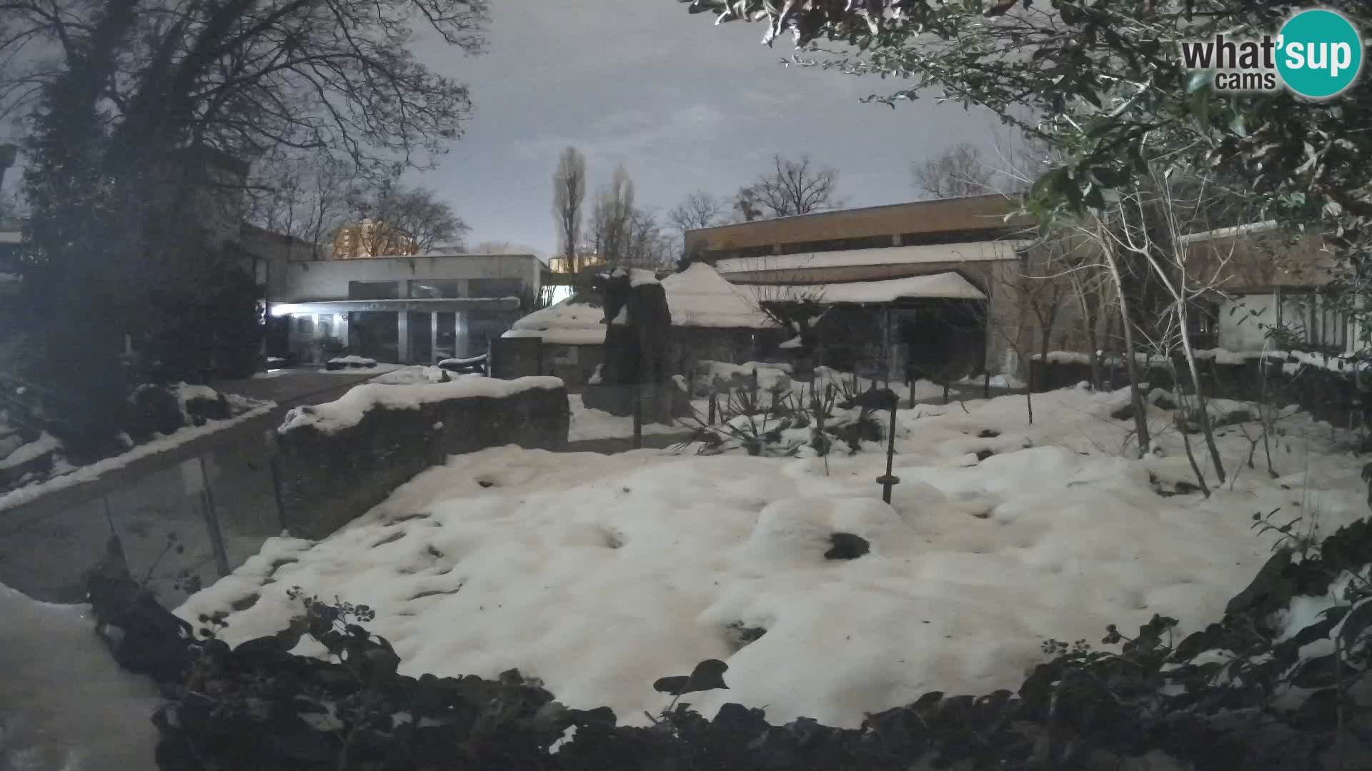 Zoo Zagreb – Merkat