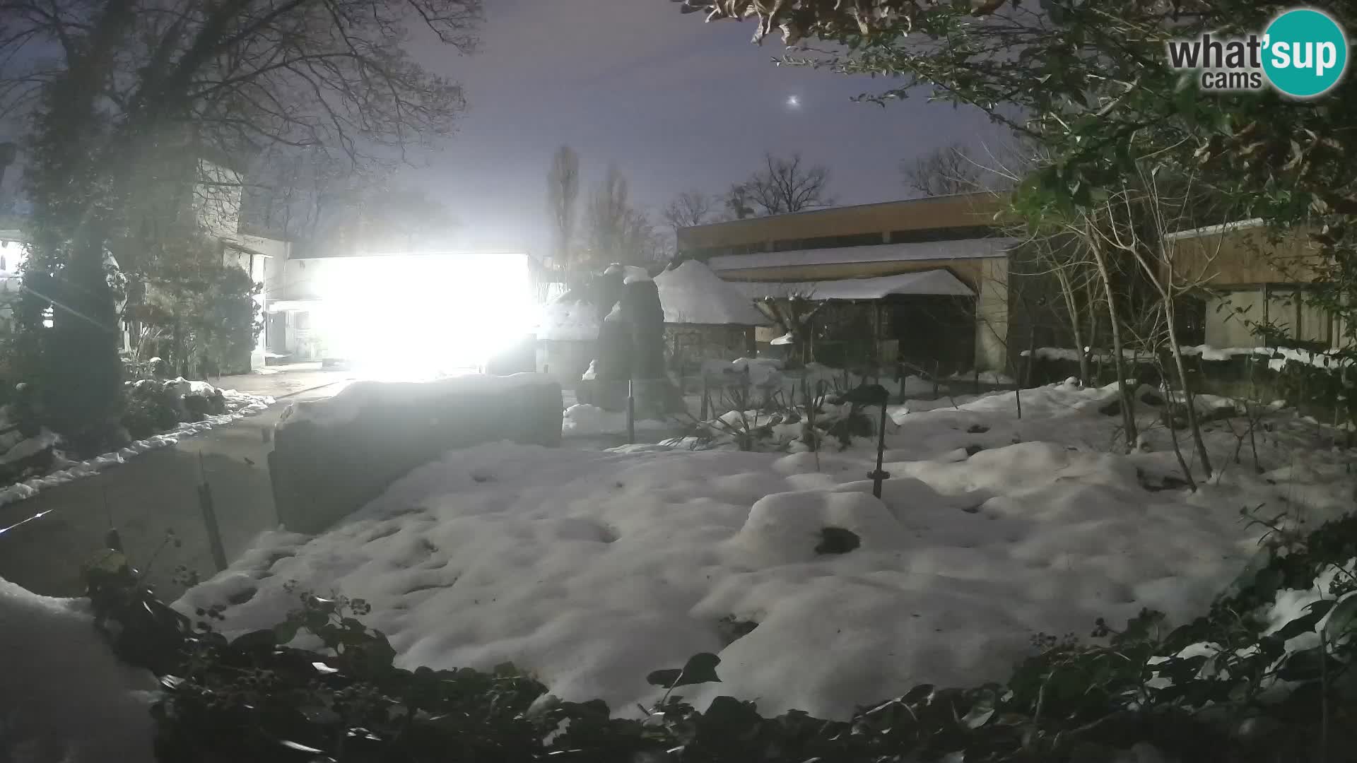 Zoo Zagreb – Surikate