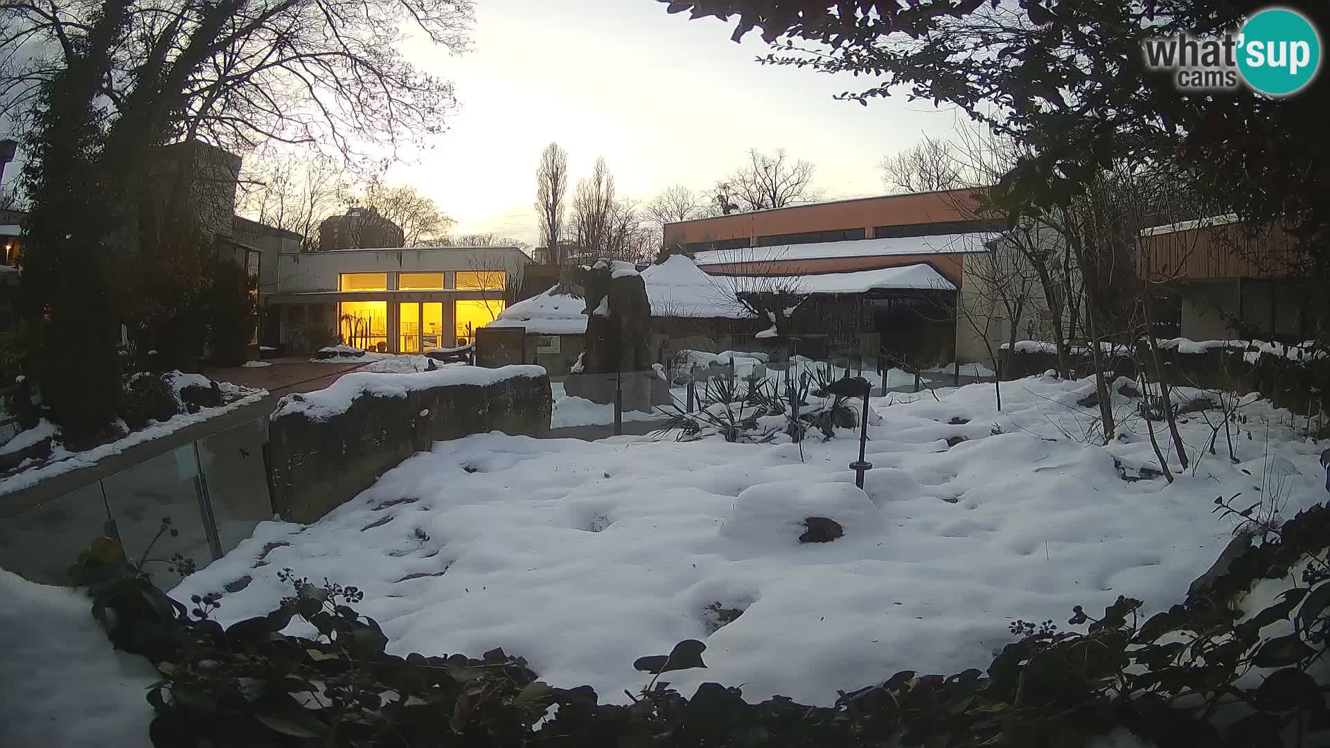 Zoo Zagreb – Suricate