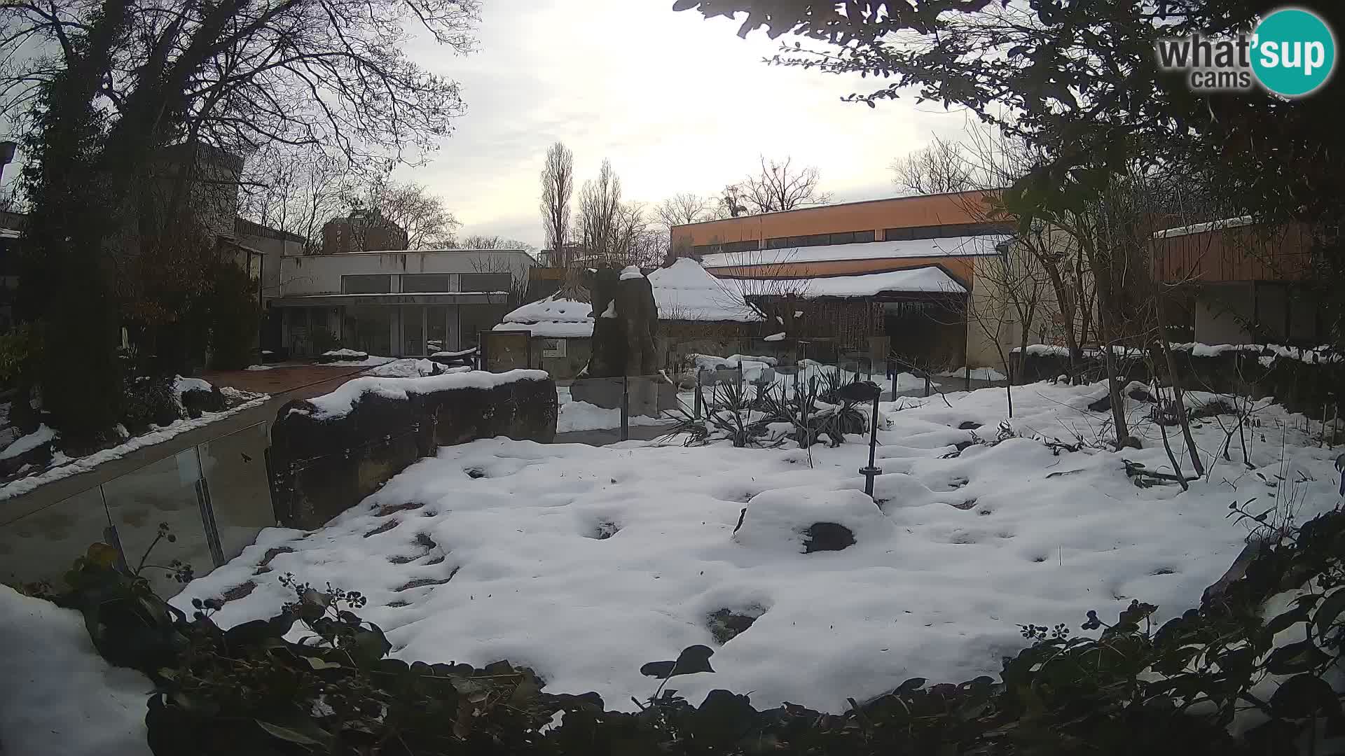 Zoo Zagreb – Suricata