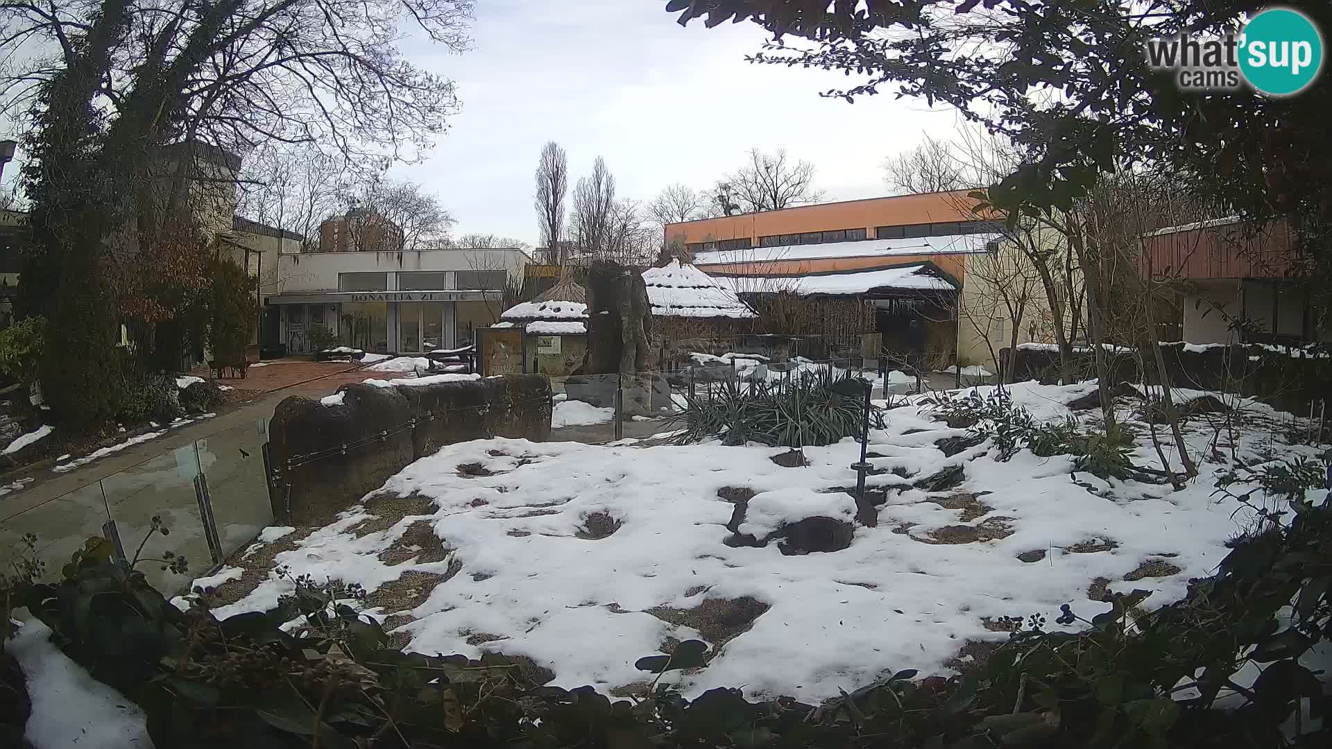 Zoo Zagreb – Merkat