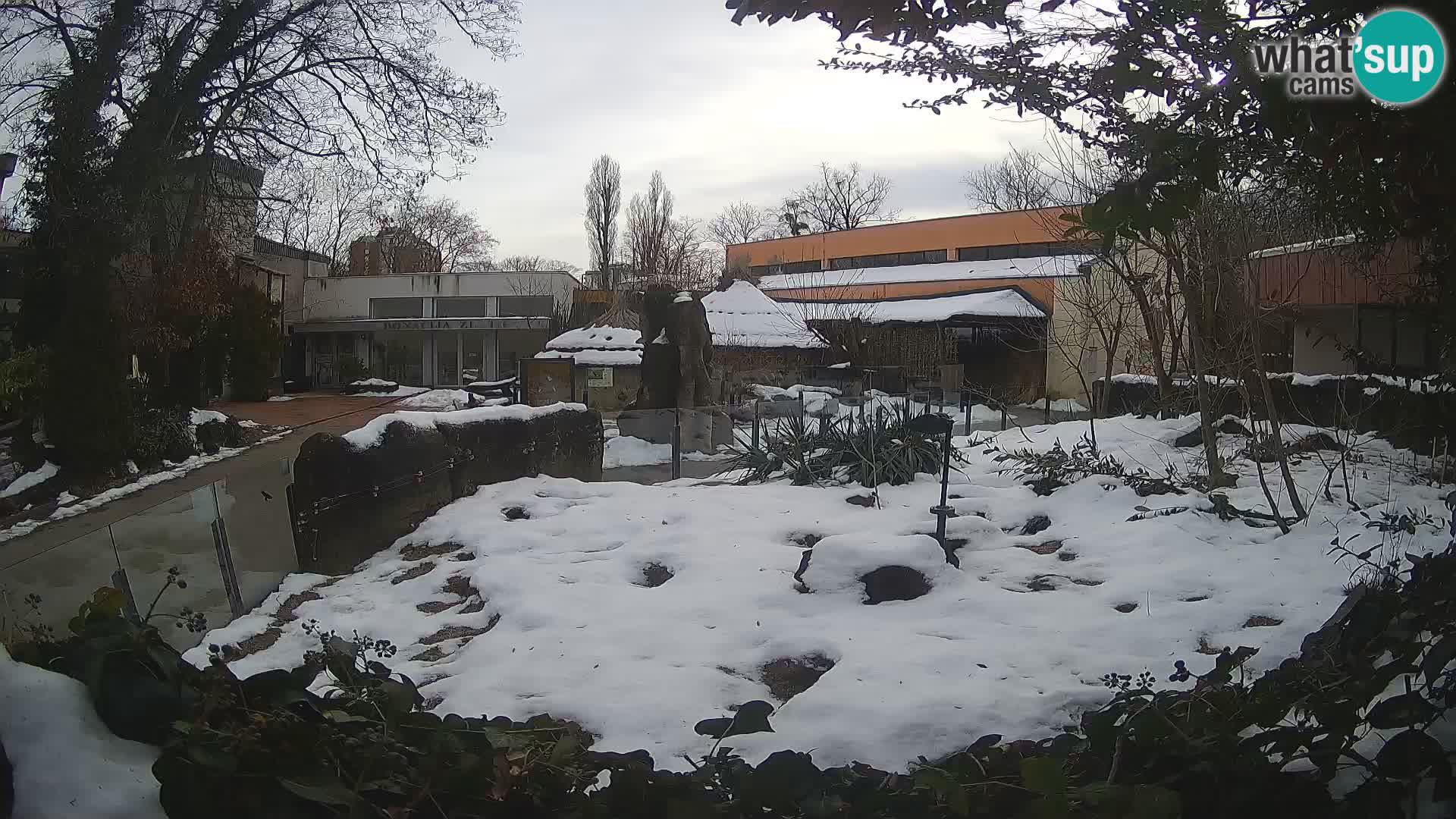 Zoo Zagreb – Suricata