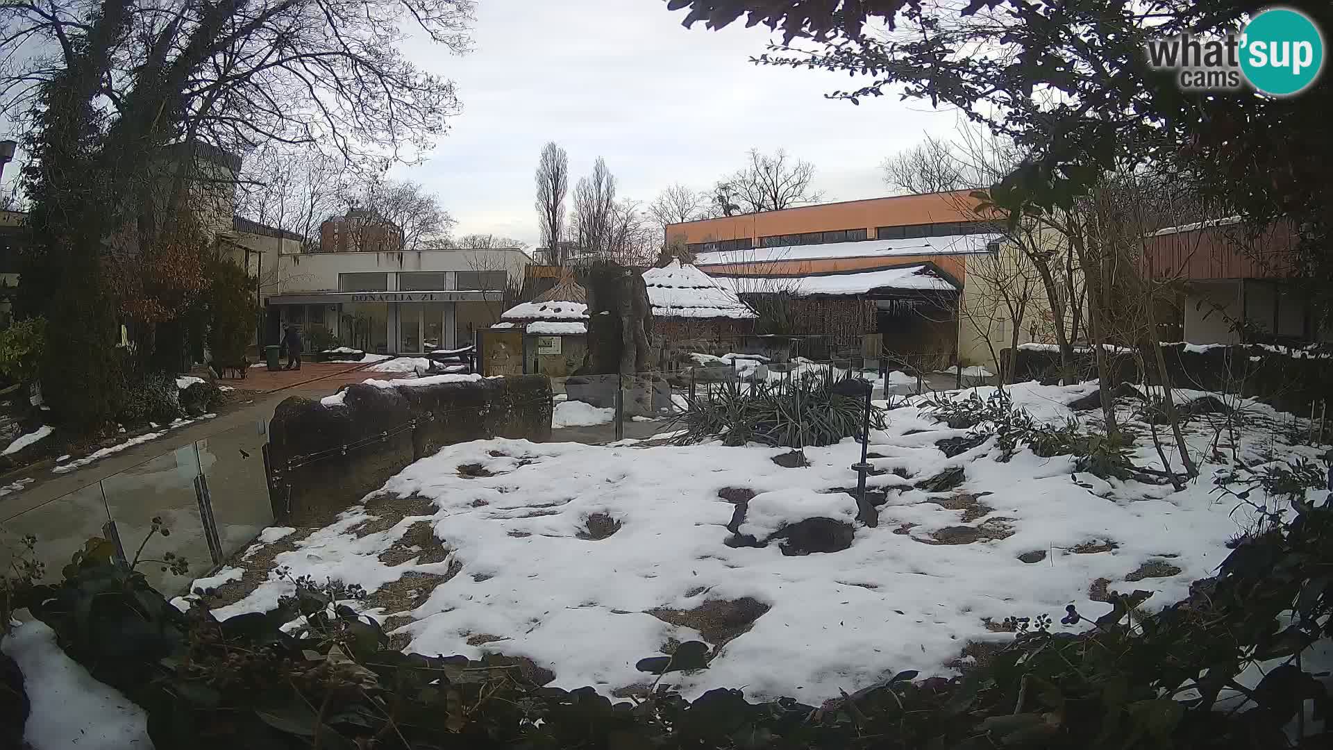 Zoo Zagreb – Merkat