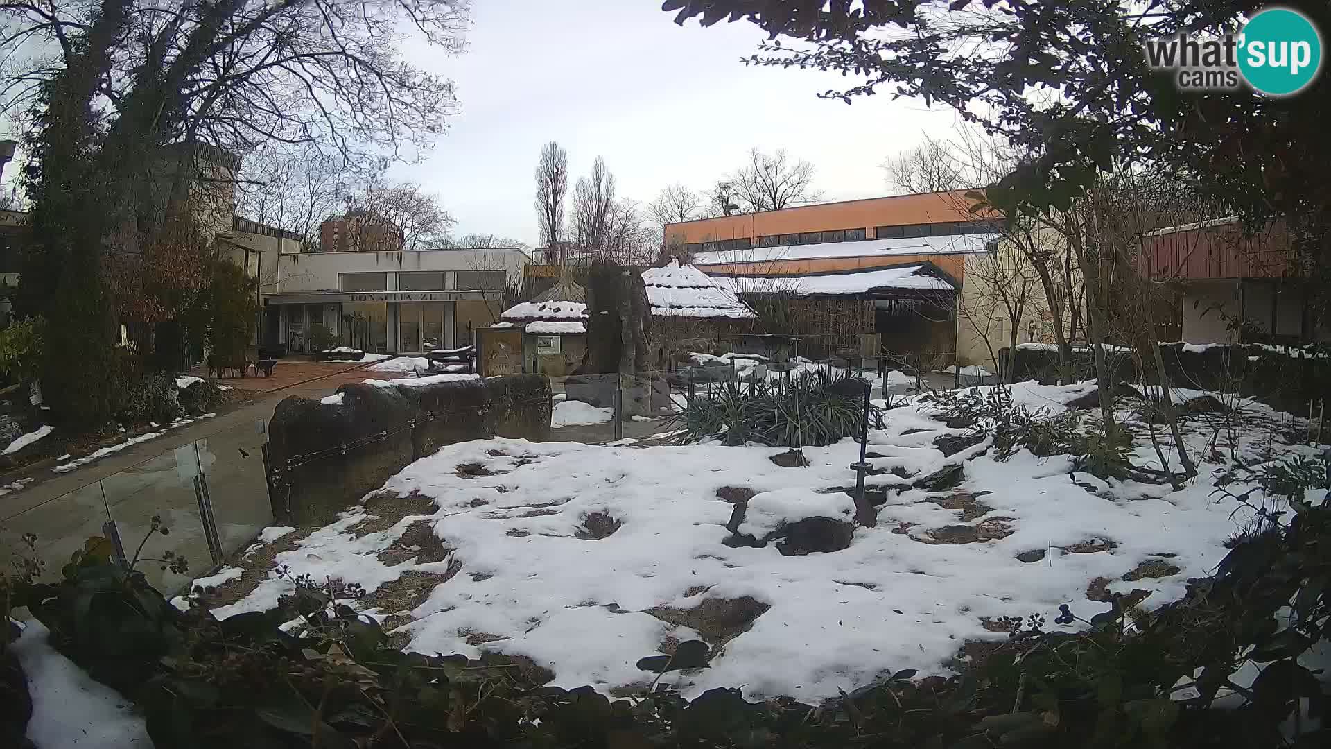 Zoo Zagreb – Suricata