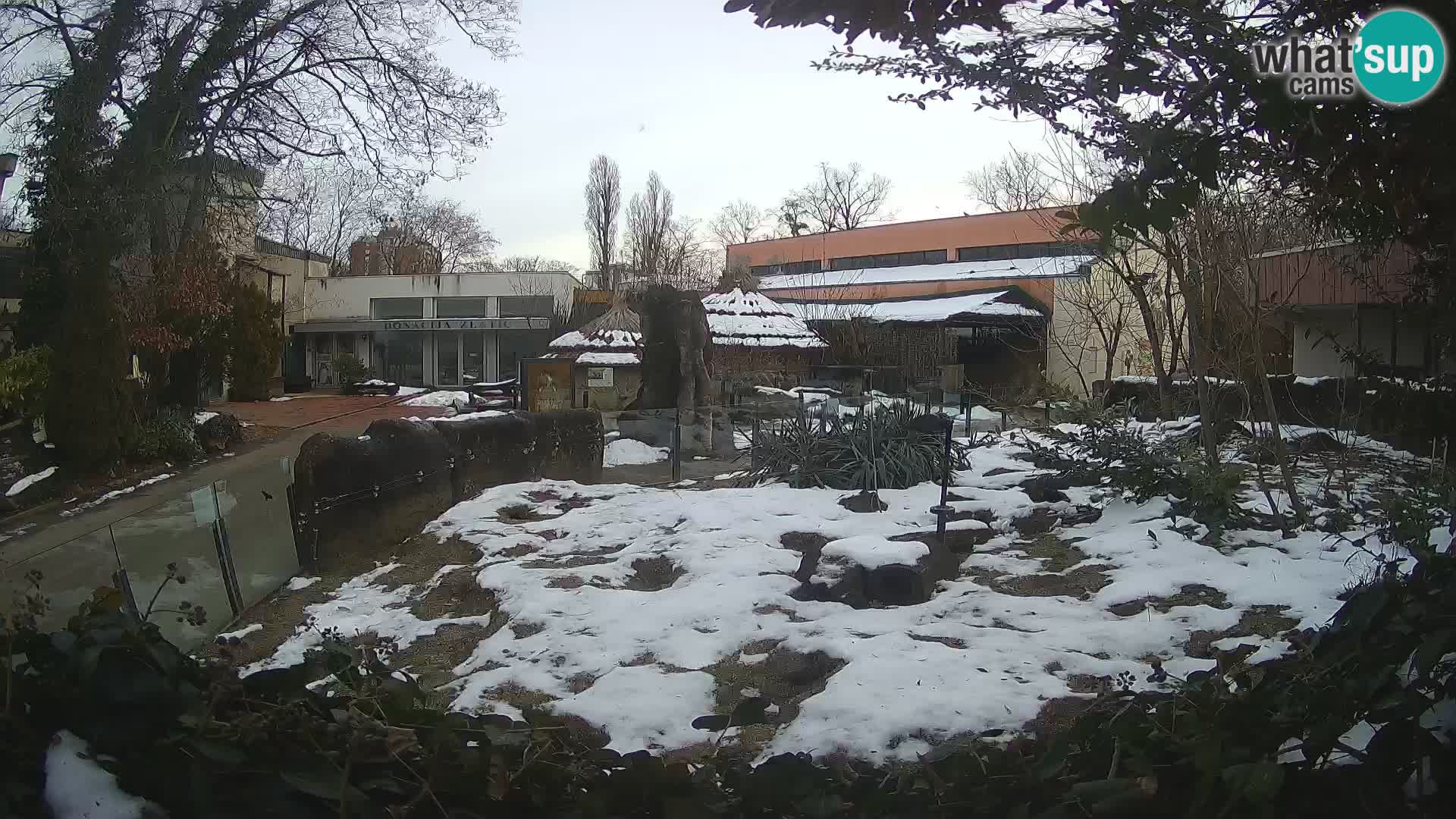 Zoo Zagreb – Suricate