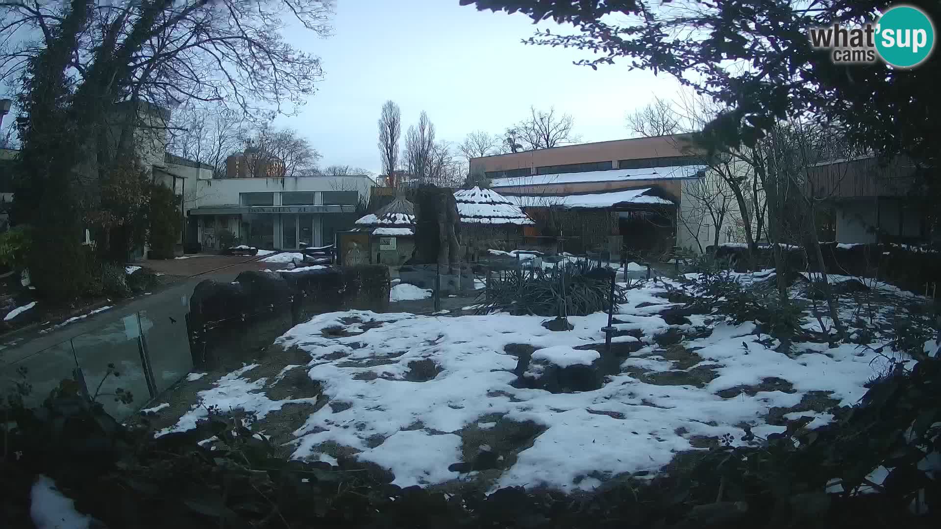 Zoo Zagreb – Suricata