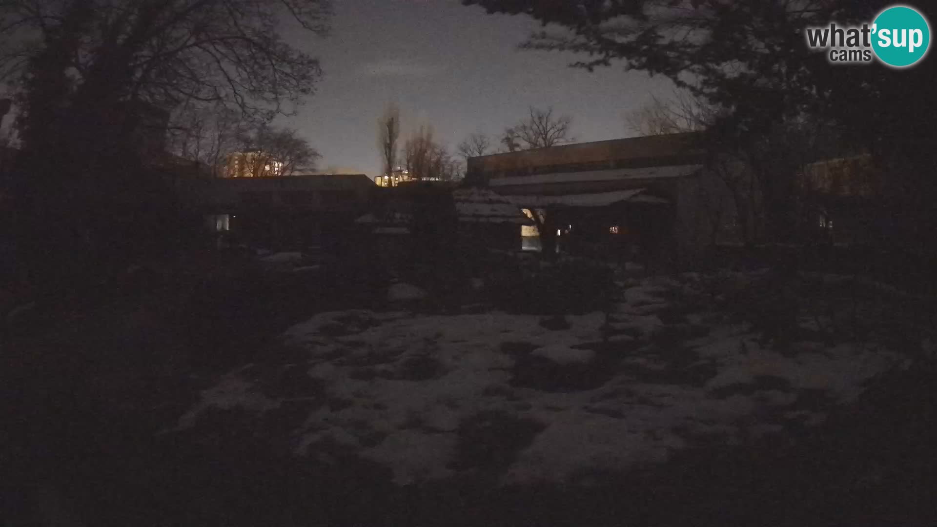 Zoo Zagreb – Suricata