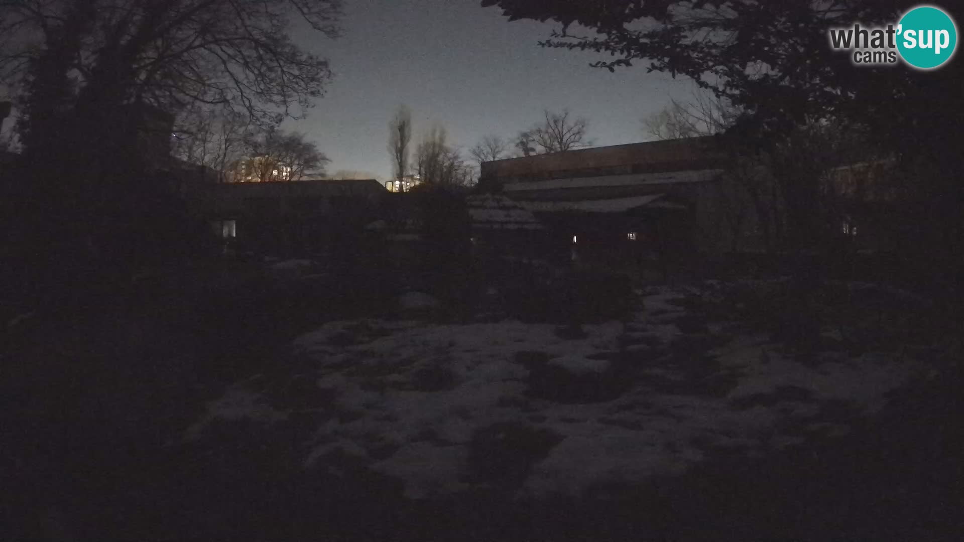 Zoo Zagreb – Suricata