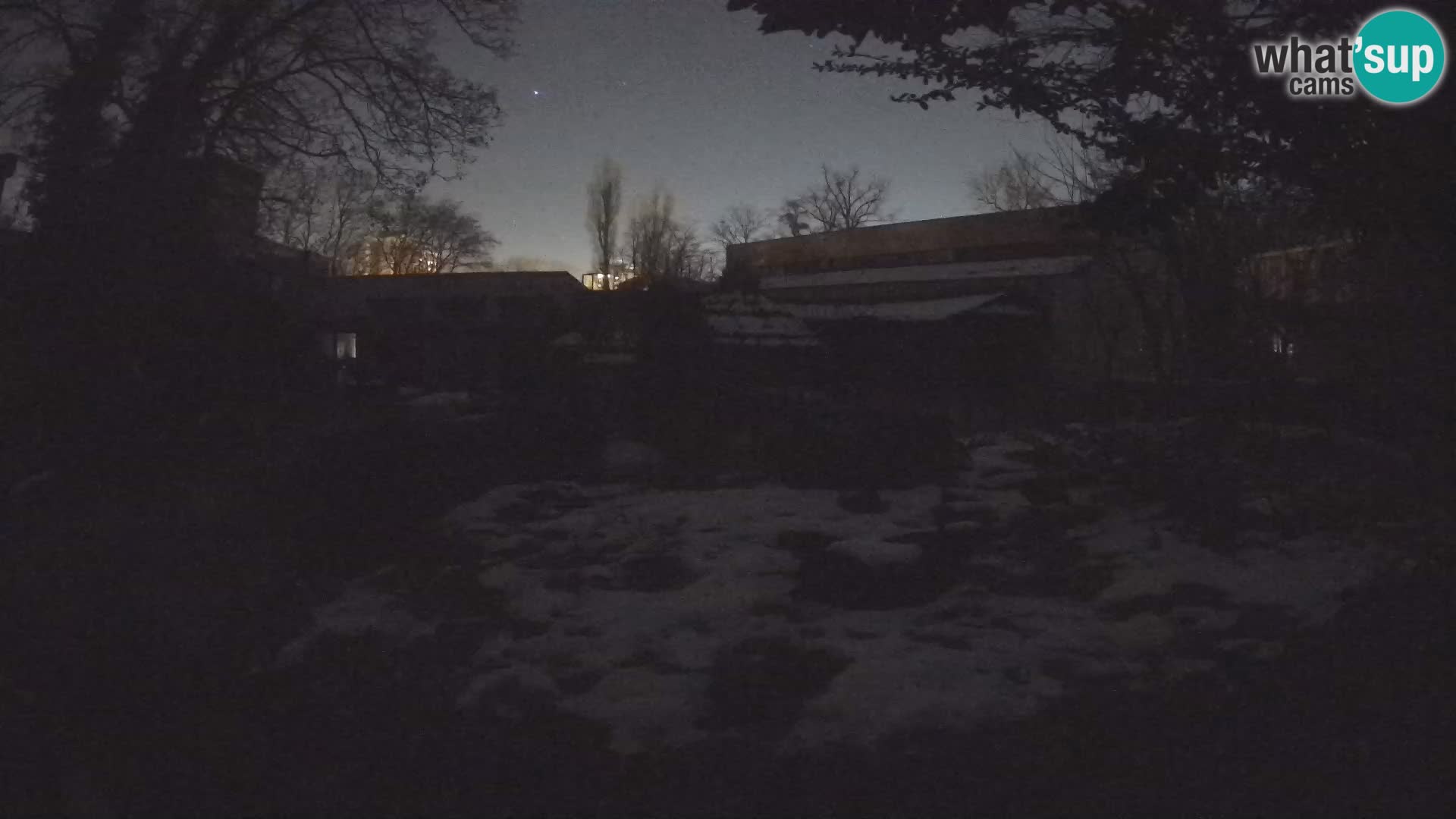 Zoo Zagreb – Suricata