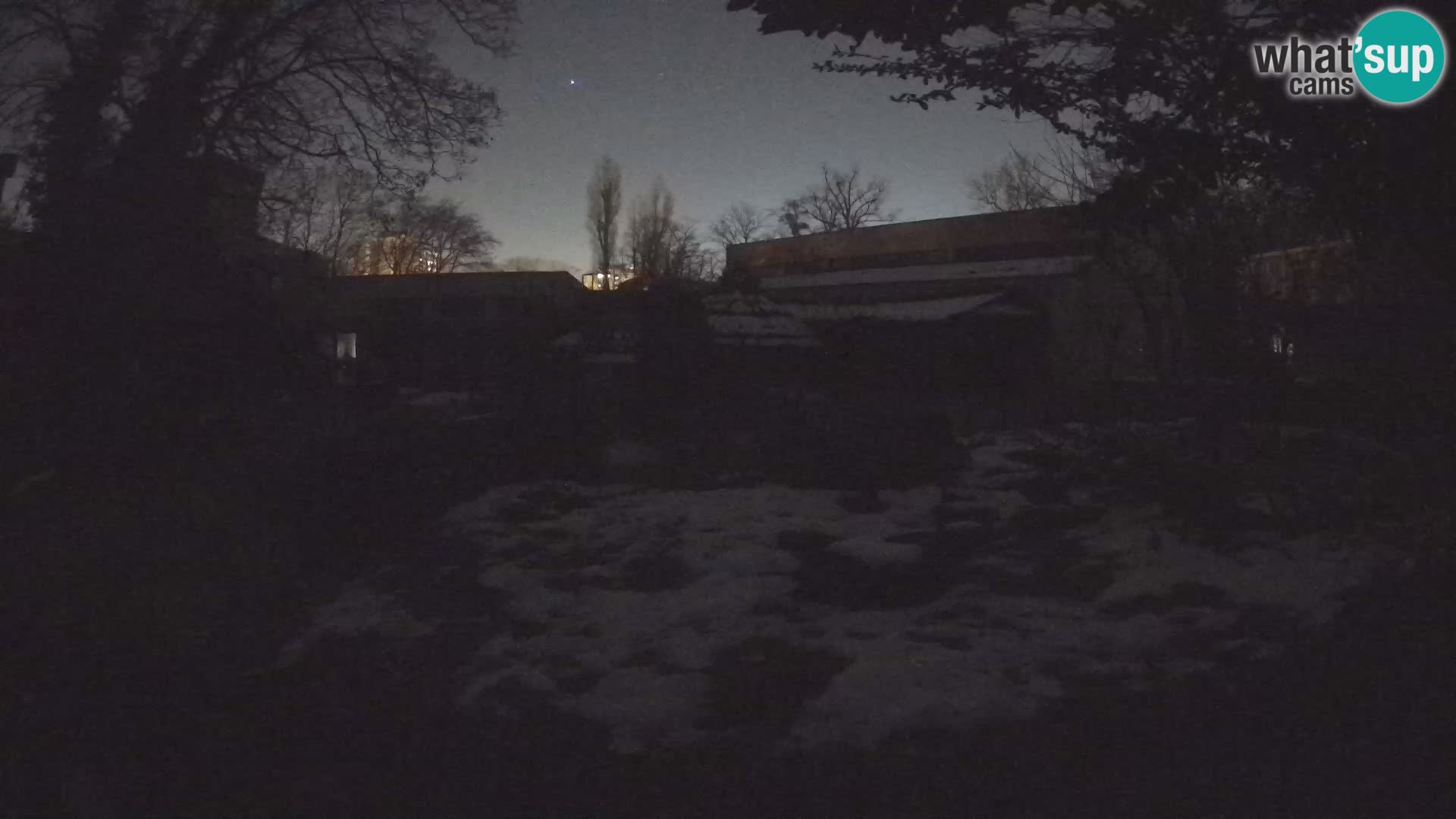 Zoo Zagreb – Suricata