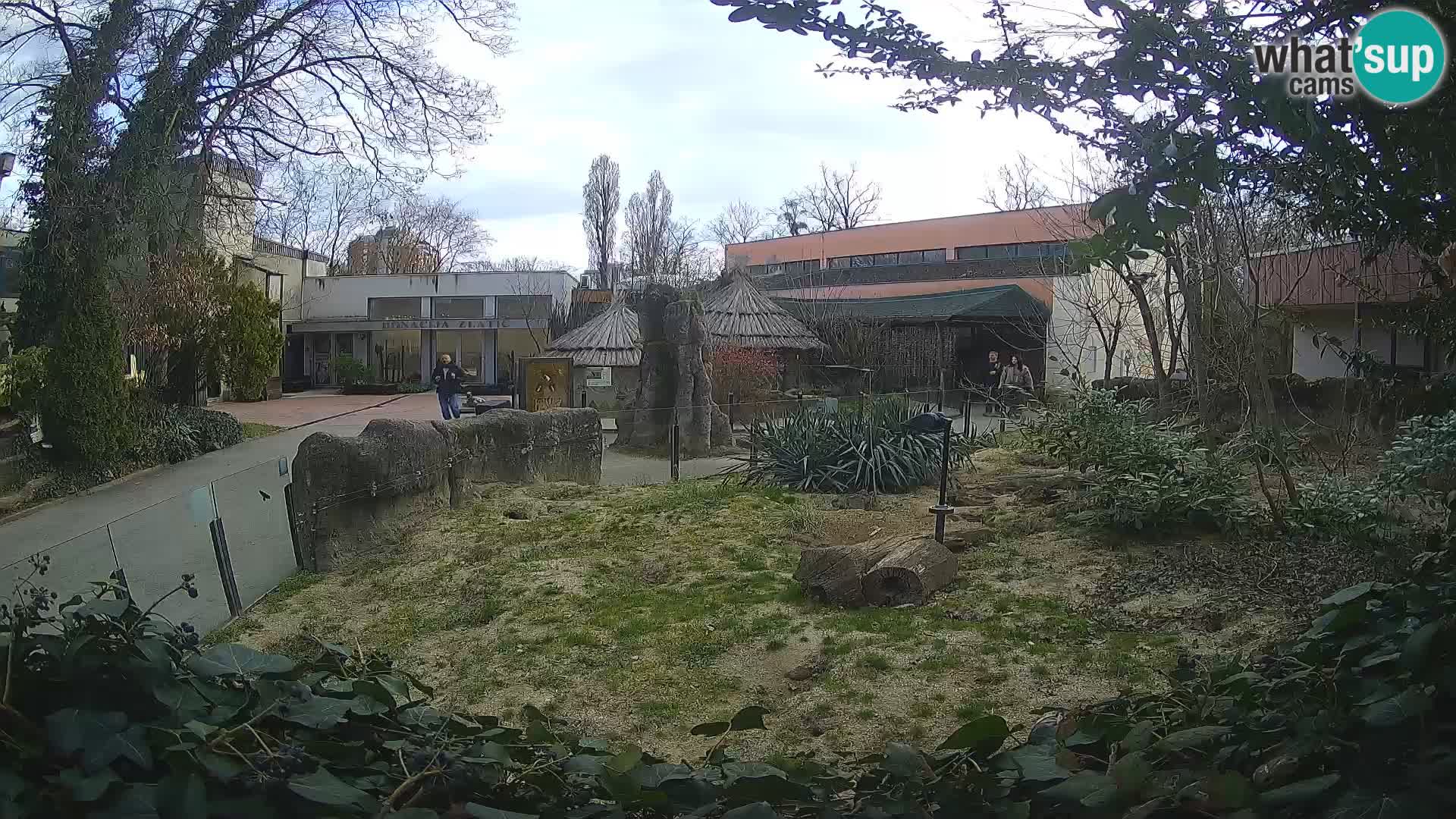 Zoo Zagreb – Merkat