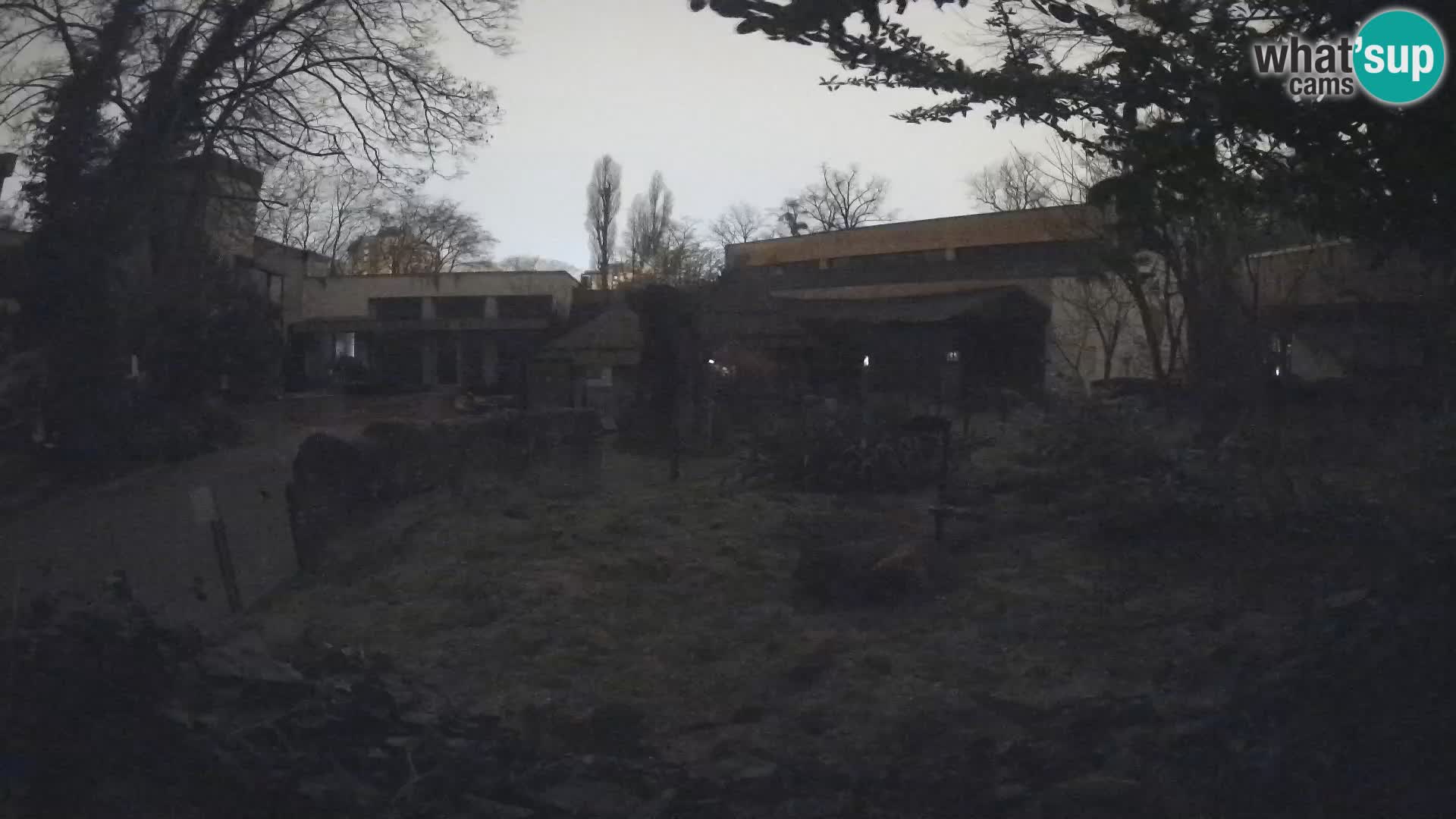 Zoo Zagreb – Meerkat (Suricate)