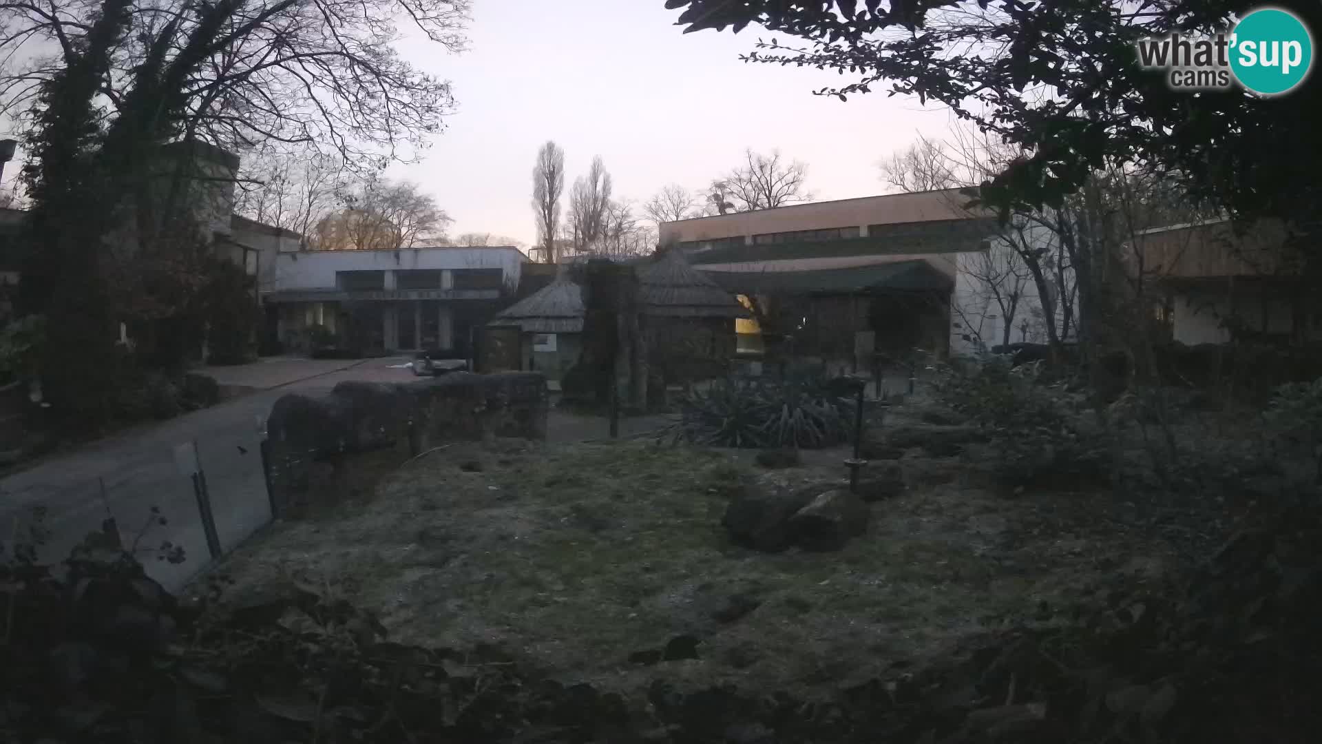 Zoo Zagreb – Merkat