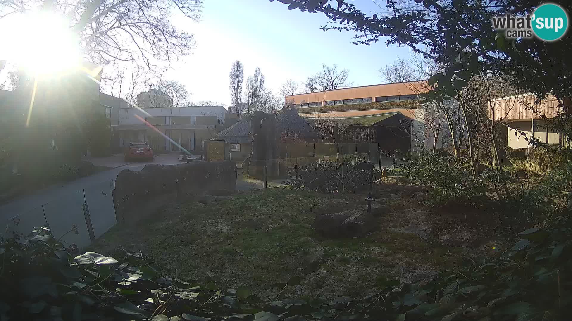 Zoo Zagreb – Surikate