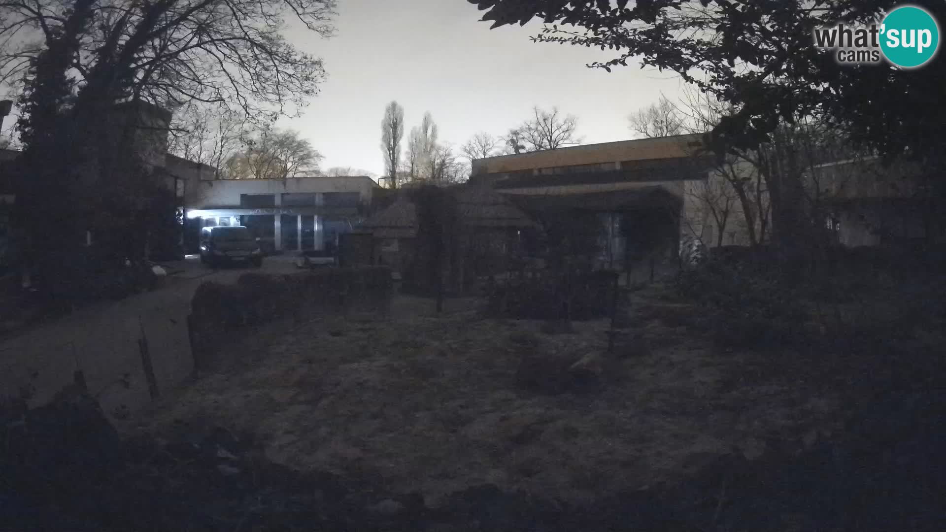 Zoo Zagreb – Suricata