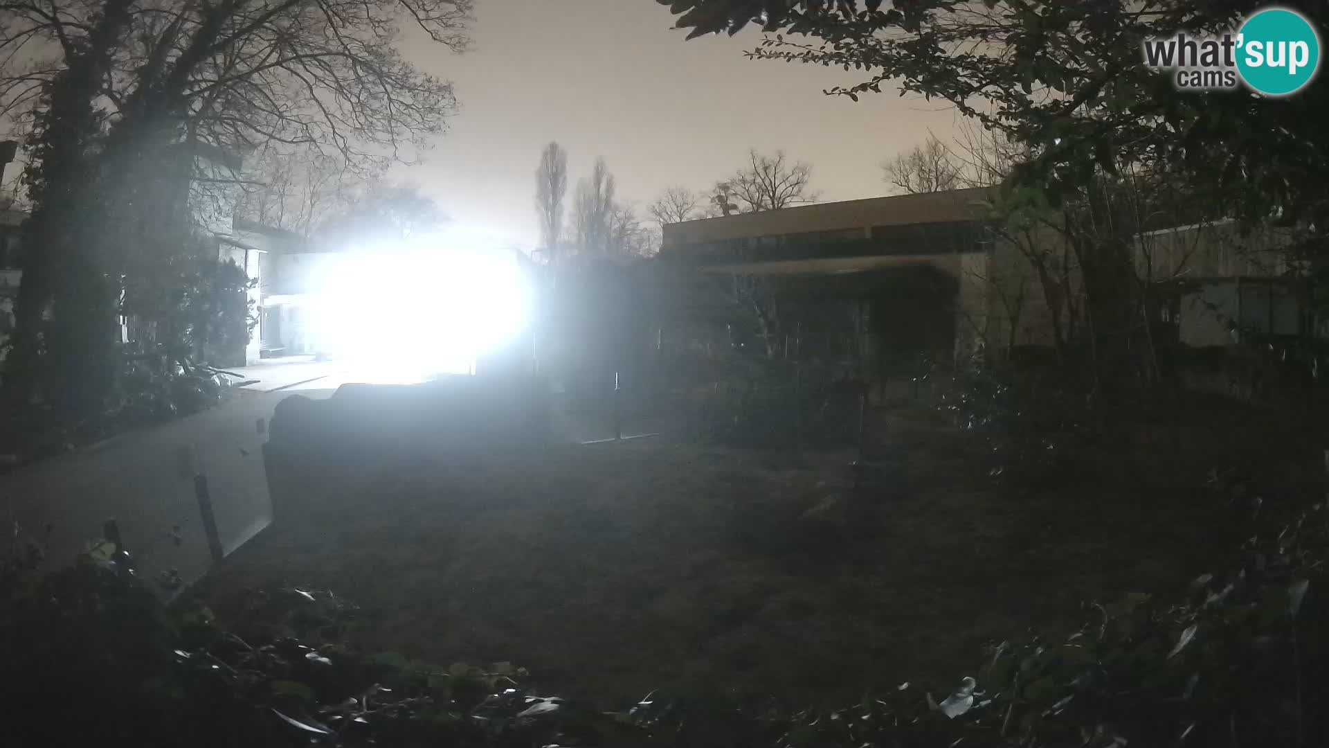 Zoo Zagreb – Suricata