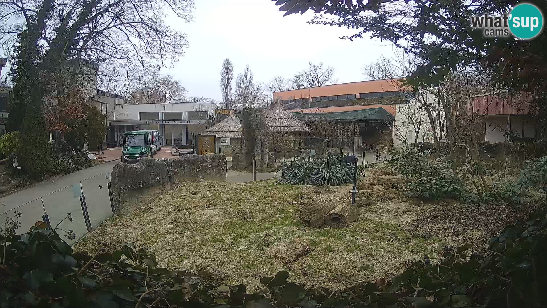 Zoo Zagreb – Suricate