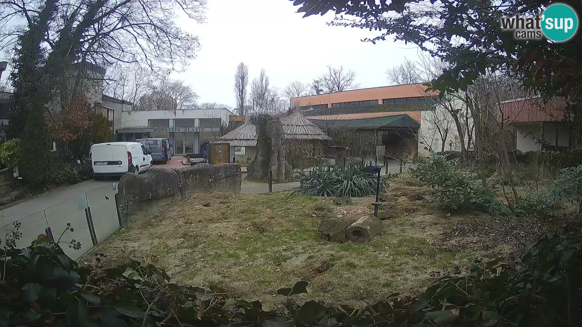 Zoo Zagreb – Suricate