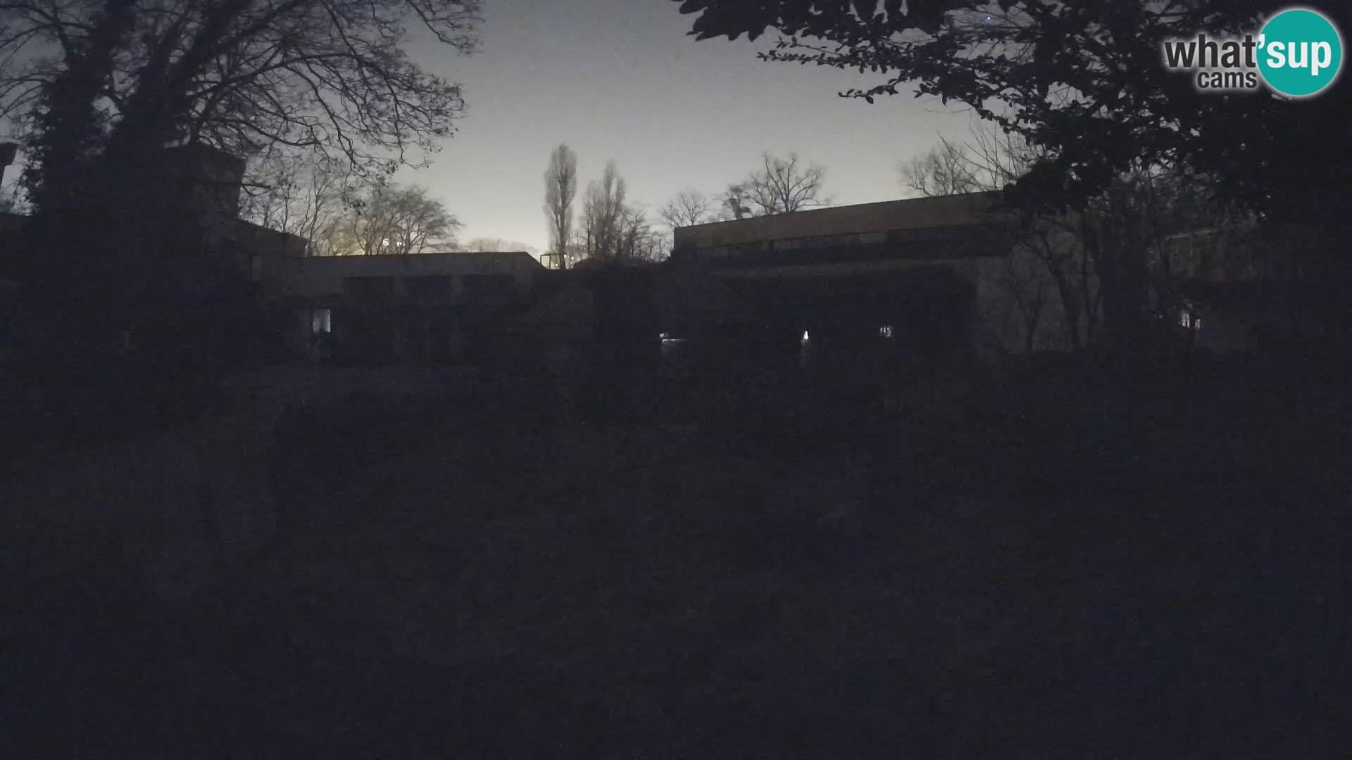 Zoo Zagreb – Suricate