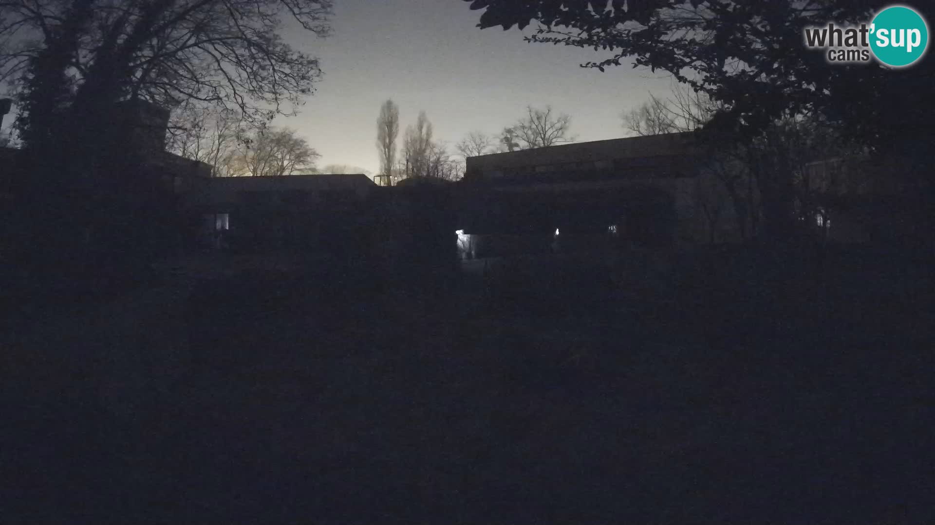 Zoo Zagreb – Suricate