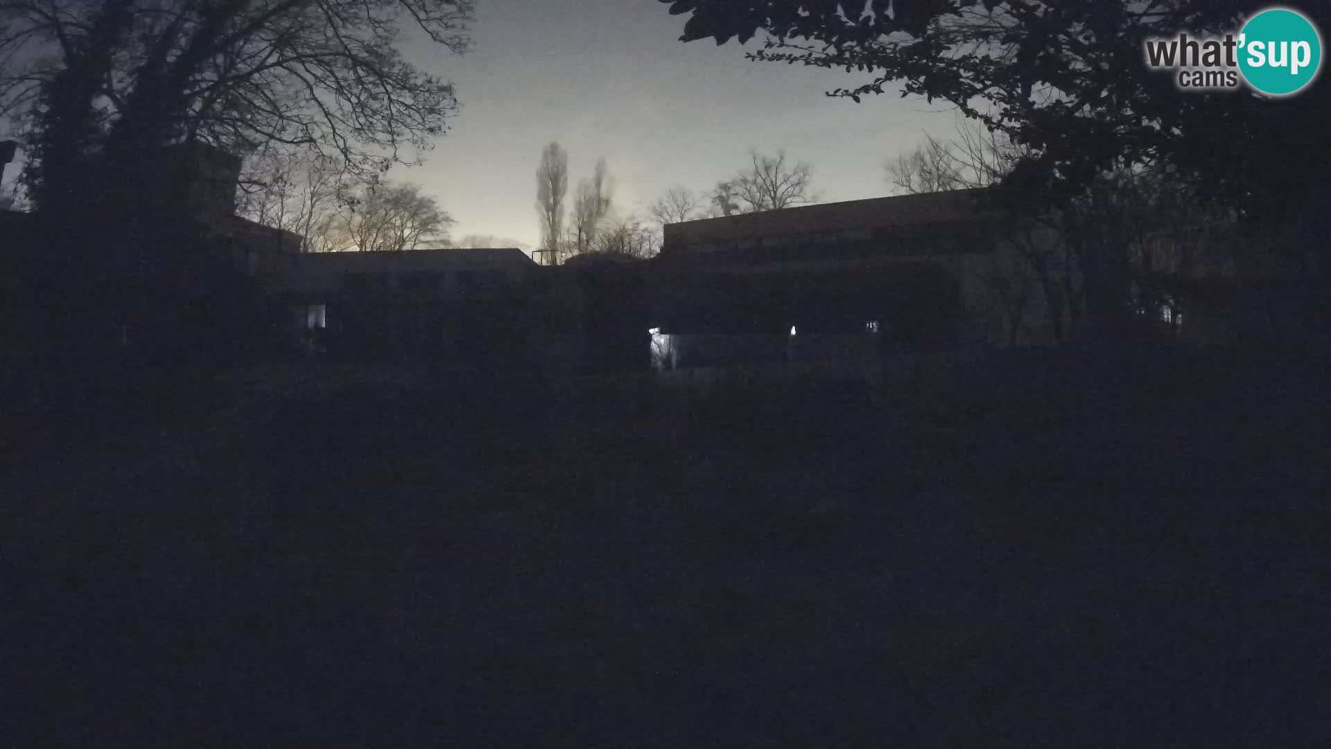 Zoo Zagreb – Suricate