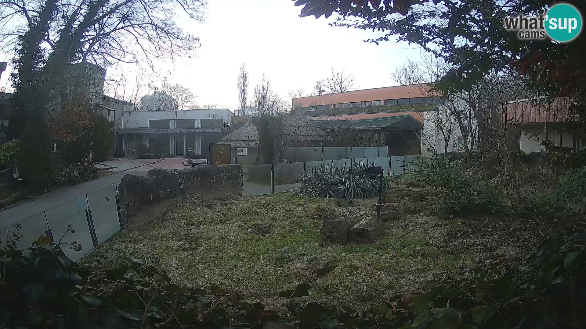Zoo Zagreb – Merkat