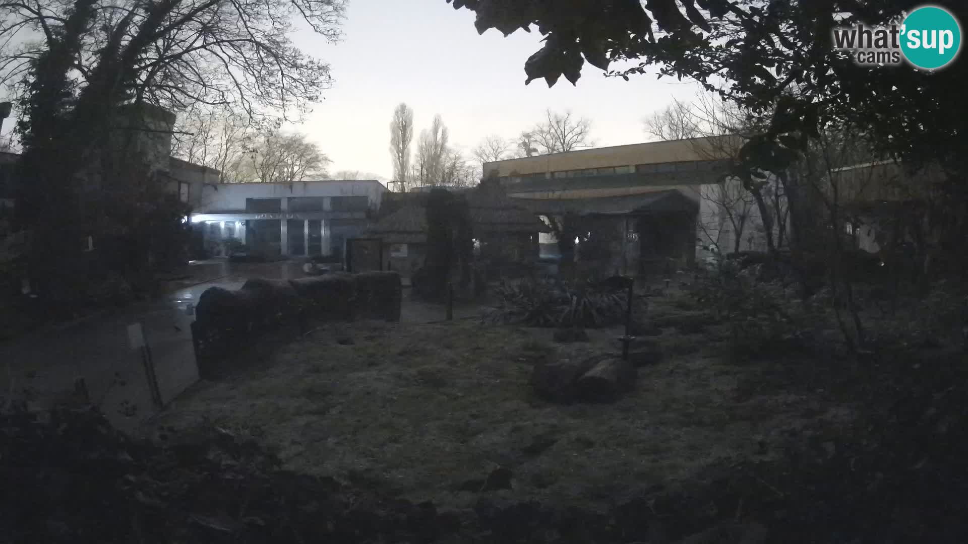 Zoo Zagreb – Surikate