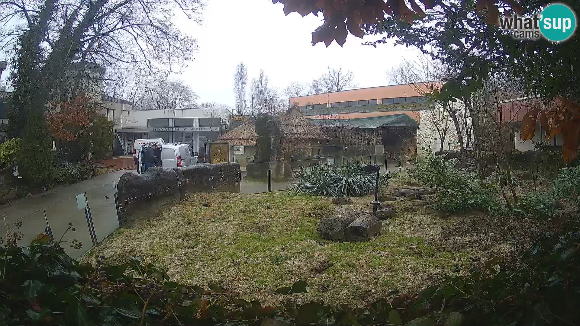 Zoo Zagreb – Suricata