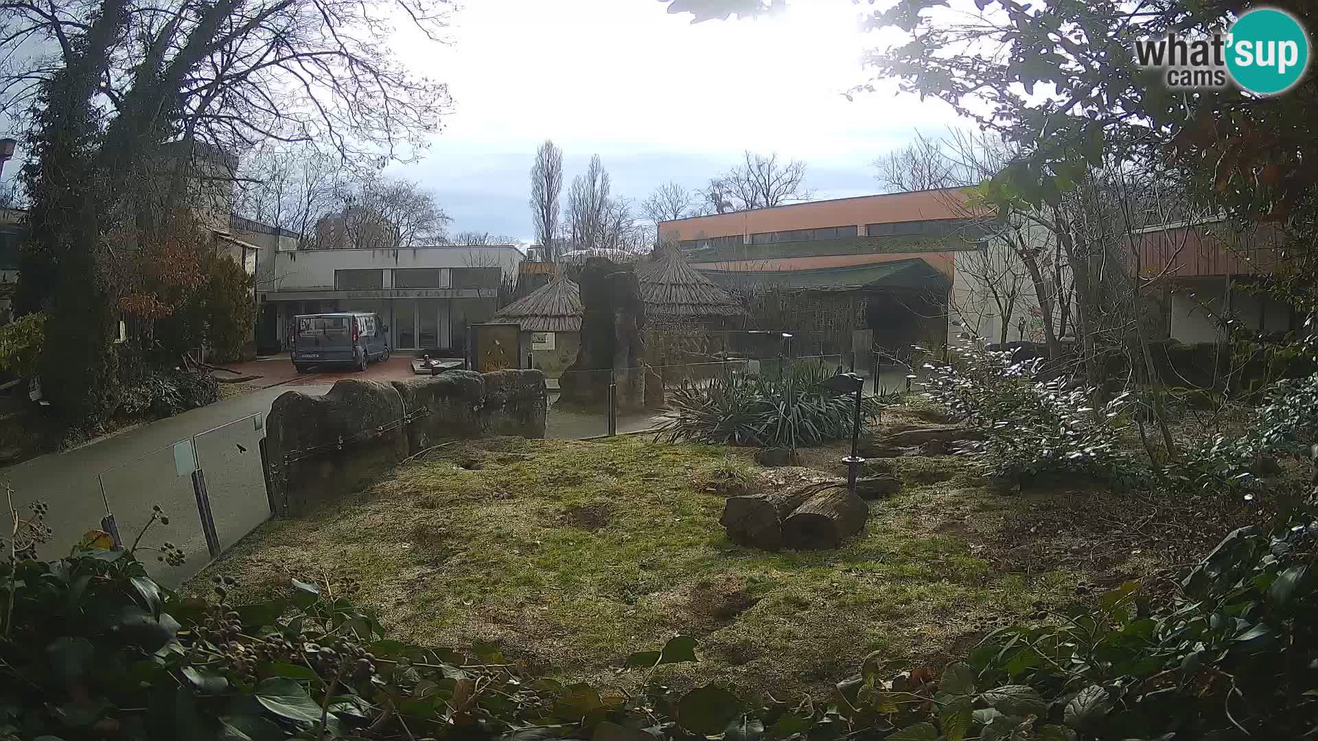 Zoo Zagreb – Surikate